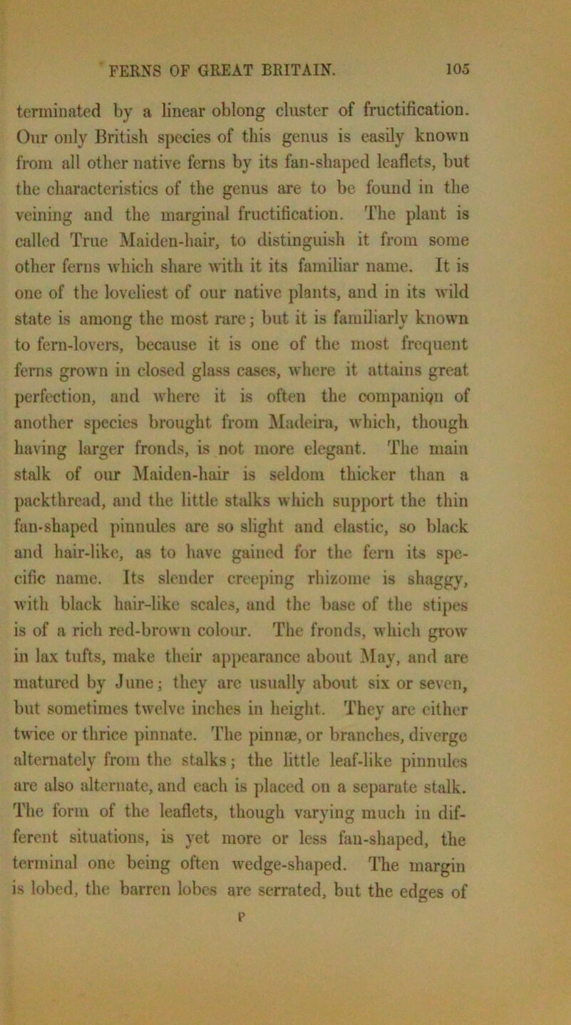 terminated by a linear oblong cluster of fructification. Our only British species of this genus is easily known from all other native ferns by its fan-shaped leaflets, but the characteristics of the genus are to be found in the veining and the marginal fructification. The plant is called True Maiden-hair, to distinguish it from some other ferns w’hich share with it its familiar name. It is one of the loveliest of our native plants, and in its wild state is among the most rare; but it is familiarly known to fern-lovers, because it is one of the most frecpient ferns grown in closed glass cases, where it attains great perfection, and where it is often the oompaniQu of another species brought from ]\Iatleira, which, though having larger fronds, is not more elegant. The main stalk of our Maiden-hair is seldom thicker than a ])ackthread, and the little stidks which support the thin fan-shaped pinnules are so slight and elastic, so black and hair-like, as to have gained for the fern its spe- cific name. Its slender creeping rhizome is shaggy, with black hair-like scales, and the base of the stipes is of a rich red-brown colour. The fronds, which grow in lax tufts, make their appearance about May, and are matured by Jnnej they arc usually about six or seven, but sometimes twelve inches in height. They are either twice or thrice pinnate. The pinnae, or branches, diverge alternately from the stalks; the little leaf-like ])inmdes are also alternate, and each is placed on a separate stalk. The form of the leaflets, though varying much in dif- ferent situations, is yet more or less fan-shaped, the terminal one being often wedge-shaped. The margin is lobed, the barren lobes are serrated, but the edges of p