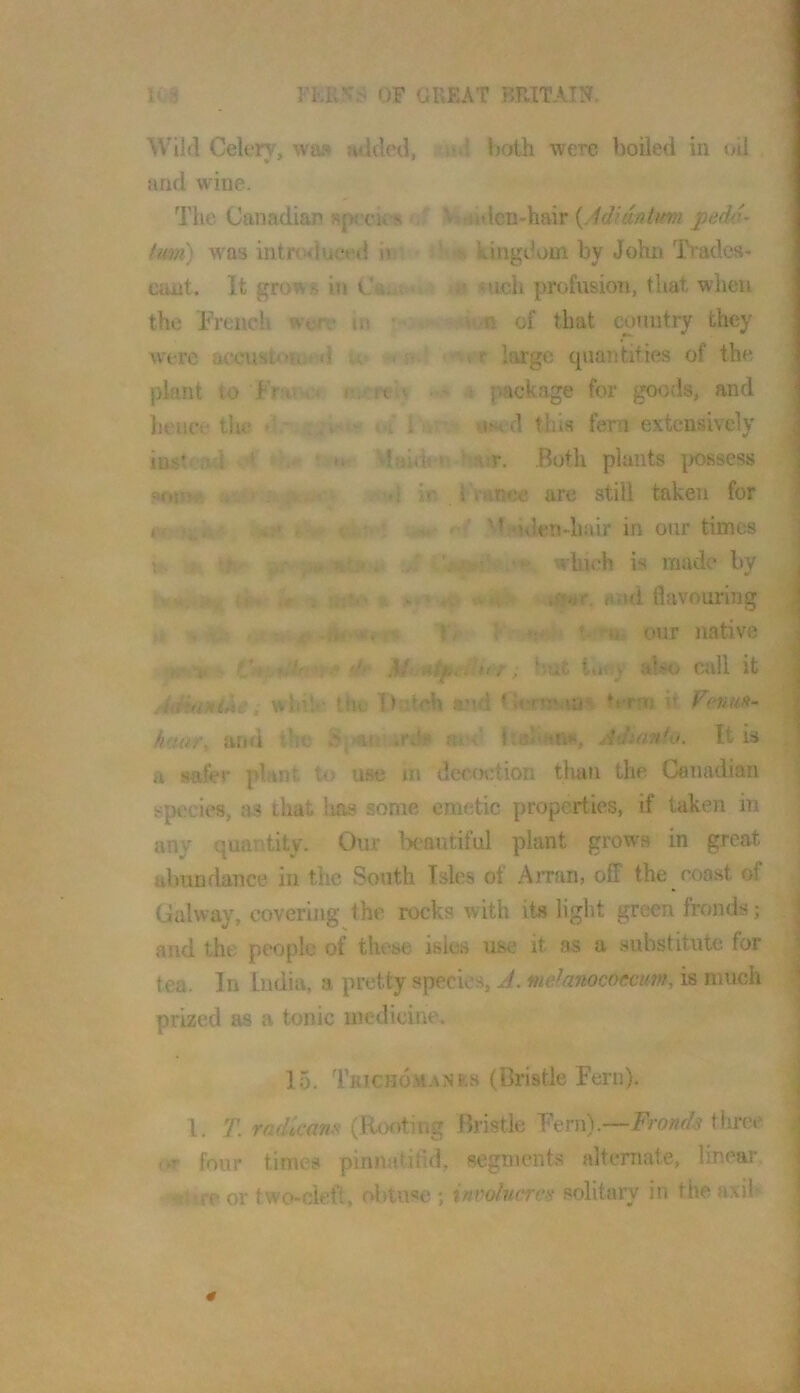 Wild Celery, waf» atldcil, >.! both were boiled in oil and wine. The Canadian Rpecics ' V-rodcn-hair {Adidntum jpedd- (mn) w^as intrwluced iv ■ ' kingdom by John Tiadcs* cunt. It grows in Ca..t ■ ^ach profusioti, that when the French were m ''<r - i',n of that country they were accustf>iiit d le * a- < r large quantifies of the plant to Frav'i* s f package for goods, and hence the <i.' - (-i i uv otsed this fern extensively inst' .id '* ’ ‘ »» Vlfihhn ' i.r. Both plants |X)88ess snmv. '•! i<' 1 mnee are still taken for e< '-.i • ,*5* ^ %i;.' •. ' ‘ulen-hair in our times t,. ; t> iii- ' * which is made by tip- mt and flavouring , V, , ^ ii our native ■ » df r, tme lui; also call it itu^u^iXe, w hile thu Ibitch «ui ♦H-rnMu'* G rm it Fentm- haaf. and the ai Adtanfo. It is a safer plant to use in decfietion than the Canadian species, lis that has some emetic properties, if taken in any quantity. Our Iwautiful plant growls in great abundance in the .South Isles of Airan, off the roast of Galway, covering the rocks with its light green fronds; and the people of these isles use it as a substitute for tea. In India, a pretty species, A. melanocoecum^ is much prized as a tonic medicine. 15. Tkichom-inks (Bristle Fern). 1. T. radicans (Rooting Bristle Fern).—Fronds tlu'ee i.r four times pinnatifid, segments alternate, linear. w*rre or two-cleft, obtuse *, involucres solitary in the axil-