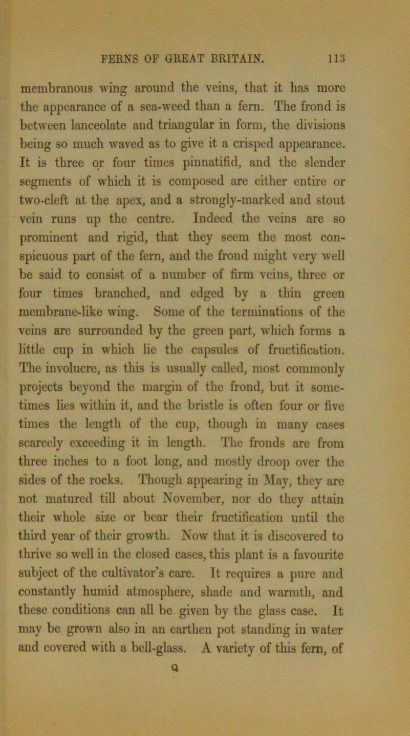 membranous wing around the veins, that it has more the appearance of a sea-weed than a fern. The frond is between lanceolate and triangular in form, the divisions being so much waved as to give it a crisped appearance. It is three or four times pinnatifid, and the slender segments of which it is composed are either entire or two-cleft at the apex, and a strongly-marked and stout vein runs up the centre. Indeed the vems are so prominent and rigid, that they seem the most con- spicuous part of the fem, and the frond might very well be said to consist of a number of firm veins, three or four times branched, and edged by a thin green membrane-like wing. Some of the terminations of the veins arc surrounded by the green part, which forms a little cup in which lie the capsules of fructification. The involucre, as tliis is usually called, most commonly projects beyond the margin of the frond, but it some- times lies within it, and the bristle is often four or five times the length of the cup, though in many cases scarcely exceeding it in length. The fronds are from three inches to a foot long, and mostly droop over the sides of the rocks. Though appealing in May, they are not matured till about November, nor do they attain their whole size or bear their fructification until the third year of their growth. Now that it is discovered to thrive so well in the closed cases, this plant is a favourite subject of the cultivator’s care. It requires a jmre and constantly humid atmosphere, shade and warmth, and these conditions can all be given by the glass case. It may be grown also in an earthen pot standing in w’ater and covered with a bell-glass. A variety of this fern, of Q