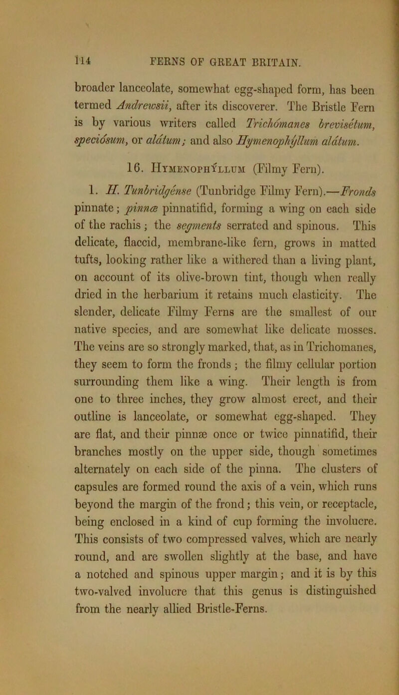 broader lanceolate, somewhat egg-shaped form, has been termed Andreivsii, after its discoverer. The Bristle Fern is by various writers called Trichomanes brevisetum, speciosuni, or aldtuni; and also Bymenophylhm aldtum. 16. ITymenophYllum (Filmy Fern). 1. II. Tunbridyense (Tunbridge Filmy Fern).—Frojids pinnate; pmnce pinnatifid, forming a wing on each side of the rachis ; the segments serrated and spinous. This delicate, flaccid, membrane-like fern, grows in matted tufts, looking rather like a withered than a living plant, on account of its olive-brown tint, though when really dried in the herbarium it retains much elasticity. The slender, delicate Filmy Ferns are the smallest of our native species, and are somewhat like delicate mosses. The veins are so strongly marked, that, as in Trichomanes, they seem to form the fronds; the filmy cellular portion surrounding them like a wing. Their length is from one to three inches, they grow almost erect, and their outline is lanceolate, or somewhat egg-shaped. They are flat, and their pinnae once or twice pinnatifid, their branches mostly on the upper side, though sometimes alternately on each side of the pinna. The clusters of capsules are formed round the axis of a vein, which runs beyond the margin of the frond; this vein, or receptacle, being enclosed in a kind of cup forming the involucre. This consists of two compressed valves, which are nearly round, and are swollen slightly at the base, and have a notched and spinous upper margin; and it is by this two-valved involucre that this genus is distinguished from the nearly allied Bristle-Ferns.