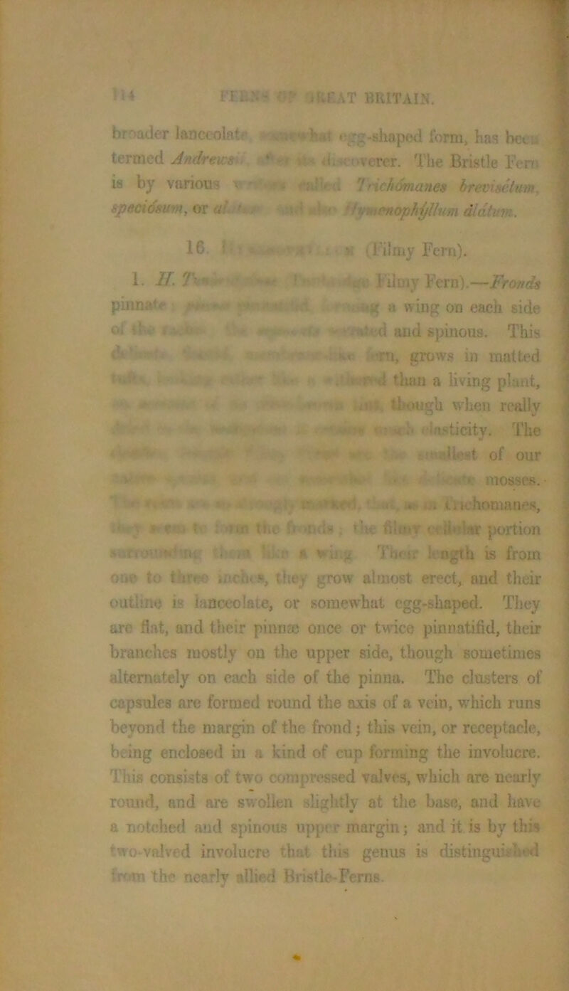 It4 iUr.AT BRITAIN. brr>ader lanccolatr <»gg-shaped form, has bcca termed JndrewsJ. df*coTerer. The Bristle Bern is by various x» ralku 1 nehomanes breviaeium, sp«ci6»um, or abiteA *bfmpnopApilum didtum. 16. ! • X ; M (rilmy Fern). 1. If. hap* *■Filmy Fern).—Fronda f pinnate j «****»« ■a wing on each side ^ oi iiw- f«(^ »»>.., V and spinous. This f v*r»4. ■' ■'•■■■.:■ Kr imi, grows in matted | ’ than a living plant, | . »•* ^ though tvheii rcaliv I h>t «w4>itW!inm i« rla-sticity. The | ’ f uieilest of our | J ^ ^ fWH# ’* '• mosses. | tiK’homanes, I tfciry »rf« ^ i Tttn the bonds; the filinv <i UHh«r portion ! •atioMmbng ihtM likf a wii.g Their !«, ngth is from one to thrte inchts, they grow almost erect, and their outline is lanceolate, or somewhat egg-shaped. They are flat, and their pinnm once or twice pinnatifid, their ; branches mostly on the upper side, though sometimes alternately on each side of the pinna. The clusters of S capsules are formed round the axis of a vein, which runs n beyond the margin of the frond j this vein, or receptacle, ^ being enclosed in a kind of cup forming the involucre. This consists of two compressed valves, which are nearly v round, and are swollen slightly at the base, and have a notched and spinous upper margin; and it is by this 1 two-voived involucre that this genus is distinguished