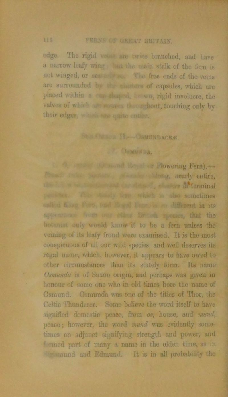edge. The rigid v-iwj iot* rwif» branched, and have a narrow leafy winit ‘>»*i ihe Tiiain stalk of the fem is not winged, or TVf free ends of the veins arc surrounded of capsules, which are placed within a ' zu 4w^^. . wn, rigid involucre, the valves of whit V , tf :-djout, touching only by their edger St H.- • )AJHTJ.*DACliE. :»A. ‘ r ^lowering Fern).— , i.birar nwtrlv entire. •/ * \ fj X if i!^terminai ‘ i.'Tt wK«er« 1 stnuetimes #a»n ; ft X' i ' . amI Jt >' <•% ' * ■Tf'TMjt in its at*f ■ - ^ ' H*vf l>r- ’U •,- that the »sBly wotild knoipit to Ixj a fem unless the vcining of its leafy frond were examined. It is the most conspicuous of nil our wild species, and well deserves its regal name, which, however, it uj)pears to have owed to other circumstances than its stately fomi. Its name Omunda is of Saxon origin, and perhaps was given in honour of some one who in old times bore the name of Osmund. Osmunda was one of the titles of Thor, the Celtic 'I’hunderer. Some believe the word itself to have signified domestic pcao<‘, from os, house, and mund, peace; however, the word mmd was evidently some- times an adjunct signifying strength and power, and f »mied part of many a namo in the olden time, as in *f^nund and Edmund. It is in all probability the 1 i