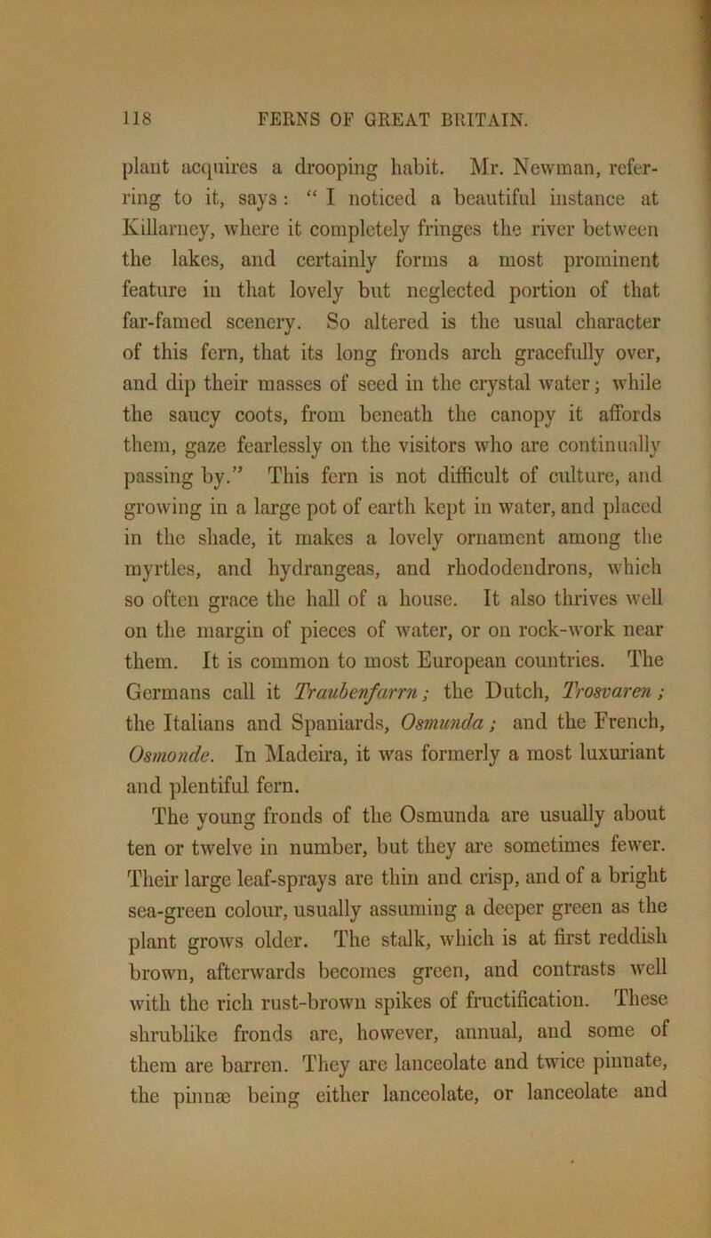 plant acquires a drooping habit, Mr. Newman, refer- ring to it, says : “ I noticed a beautiful instance at Killarney, where it completely fringes the river between the lakes, and certainly forms a most prominent feature in that lovely but neglected portion of that far-famed scenery. So altered is the usual character of this fern, that its long fronds arch gracefidly over, and dip their masses of seed in the crystal water; while the saucy coots, from beneath the canopy it affords them, gaze fearlessly on the visitors who are continually passing by.” This fern is not difficult of culture, and growing in a large pot of earth kept in water, and placed in the shade, it makes a lovely ornament among the myrtles, and hydrangeas, and rhododendrons, which so often grace the hall of a house. It also thrives well on the margin of pieces of water, or on rock-work near them. It is common to most European countries. The Germans call it Traubevfarrn; the Dutch, Trosvaren; the Italians and Spaniards, Osmunda; and the French, Osmonde. In Madeira, it was formerly a most luxuriant and plentiful fern. The young fronds of the Osmunda are usually about ten or twelve in number, but they are sometimes fewer. Their large leaf-sprays are thin and crisp, and of a bright sea-green colour, usually assuming a deeper green as the plant grows older. The stalk, which is at first reddish brown, afterwards becomes green, and contrasts well with the rich rust-brown spikes of fractification. These shrublike fronds are, however, annual, and some of them are barren. They are lanceolate and twice pinnate, the pinnae being either lanceolate, or lanceolate and