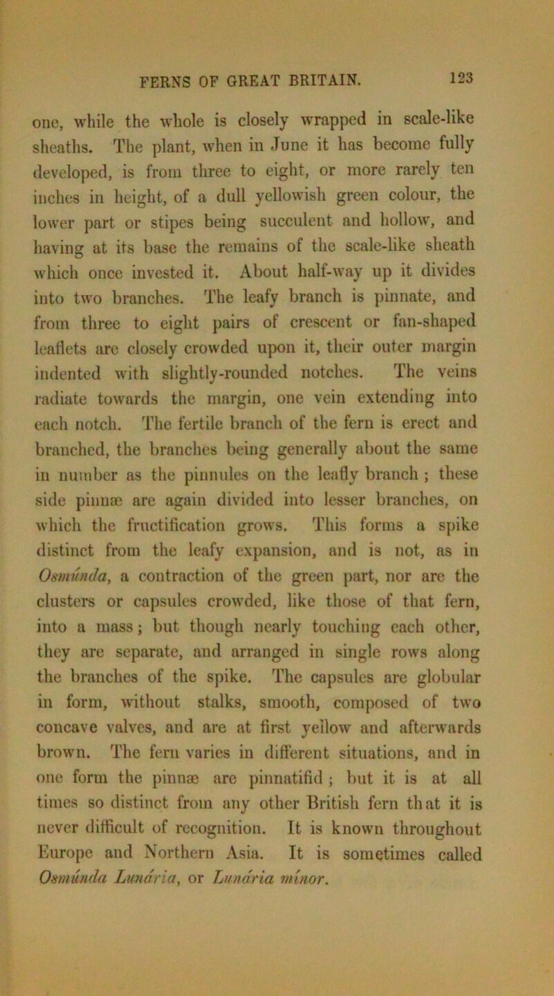one, while the whole is closely Avrapped in scale-like sheaths. The plant, when in .Tune it has become fully developed, is from three to eight, or more rarely ten inches in height, of a dull yellowish green colour, the lower part or stipes being succulent and hollow, and having at its base the remains of the scale-like sheath which once invested it. About half-way up it divides into two branches. The leafy branch is pinnate, and from three to eight pairs of crescent or fan-shaped leaflets are closely crowded upon it, their outer margin indented with slightly-rounded notches. The veins radiate towards the margin, one vein extending into each notch. The fertile branch of the fern is erect and branched, the branches being generally about the same in number as the pinnules on the leafly branch ; these side pinnae are again divided into lesser branches, on which the fructification grows. This forms a spike distinct from the leafy expansion, and is not, as in Osmunda, a contraction of the green ])art, nor are the clusters or capsules crowded, like those of that fern, into a mass; but though nearly touching each other, they are separate, and arranged in single rows along the branches of the spike. The capsules are globular in form, without stalks, smooth, composed of two concave valves, and are at first yellow and afterwards brown. The fern varies in different situations, and in one form the pinnae are pinnatifid ; but it is at all times so distinct from any other British fern that it is never difficult of recognition. It is known throughout Europe and Northern Asia. It is sometimes called Osmunda Lundria, or Lundria minor.
