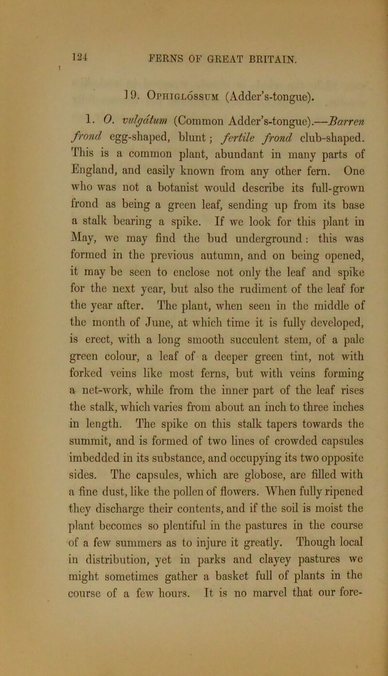 19. Ophiglossum (Adder’s-tongiie). 1. 0. vulgdtum (Common Adder’s-tongue).—Barren frond egg-shaped, blunt; fertile frond club-shaped. This is a common plant, abundant in many parts of England, and easily known from any other fern. One who was not a botanist would describe its full-grown frond as being a green leaf, sending up from its base a stalk bearing a spike. If we look for this plant in May, we may find the bud underground : this was formed in the previous autumn, and on being opened, it may be seen to enclose not only the leaf and spike for the next year, but also the rudiment of the leaf for the year after. The plant, when seen in the middle of the month of June, at which time it is fully developed, is erect, with a long smooth succulent stem, of a pale green colour, a leaf of a deeper green tint, not with forked veins like most ferns, but with veins forming a net-work, while from the inner part of the leaf rises the stalk, which varies from about an inch to three inches in length. The spike on this stalk tapers towards the summit, and is formed of two lines of crowded capsules imbedded in its substance, and occupying its two opposite sides. The capsules, which are globose, are filled with a fine dust, like the pollen of flowers. When fully ripened they discharge their contents, and if the soil is moist the plant becomes so plentiful in the pastures in the course of a few summers as to injure it greatly. Though local in distribution, yet in parks and clayey pastures we might sometimes gather a basket full of plants in the course of a few hours. It is no marvel that our fore-