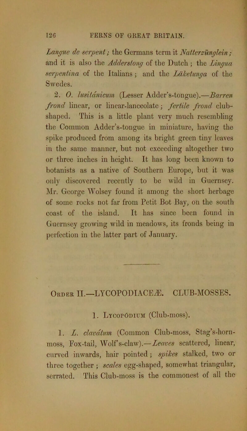 Langue de serpent; the Germans term it Natterzunglein; and it is also the Adderstong of the Dutch ; the Lingua serpentina of the Italians; and the LciJcetunga of the Swedes. 2. 0. lusitdnicwn (Lesser Adder’s-tongue).—Barren frond linear, or linear-lanceolate; fertile frond club- shaped. This is a little plant very much resembling the Common Adder’s-tougue in miniature, having the spike produced from among its bright green tiny leaves in the same manner, but not exceeding altogether two or three inches in height. It has long been known to botanists as a native of Southern Europe, but it was only discovered recently to be wild in Guernsey. Mr. George Wolsey found it among the short herbage of some rocks not far from Petit Bot Bay, on the south coast of the island. It has since been found in Guernsey growing wild in meadows, its fronds being in perfection in the latter part of January. Order II.—LYCOPODIACEiE. CLUB-MOSSES. 1. Lycopodium (Club-moss). 1. L. clavdtim (Common Club-moss, Stag’s-horn- moss, Eox-tail, Wolfs-claw).—Leaves scattered, linear, curved inwards, hair pointed; spikes stalked, two or three together ; scales egg-shaped, somewhat triangular, serrated. This Club-moss is the commonest of all the