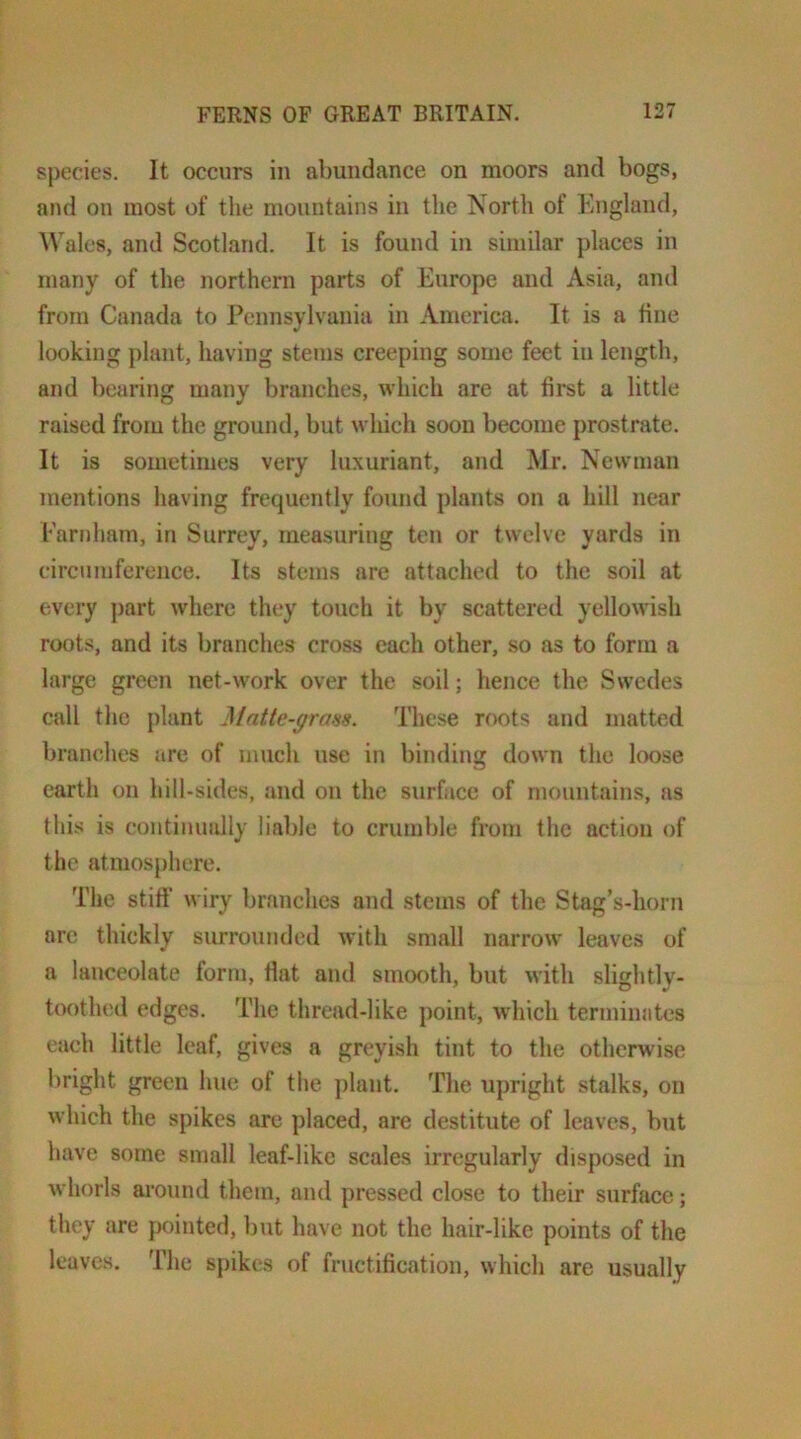 species. It occurs in abundance on moors and bogs, and on most of the mountains in the North of England, Wales, and Scotland. It is found in similar places in many of the northern parts of Europe and Asia, and from Canada to Pennsylvania in America. It is a fine looking plant, having stems creeping some feet in length, and bearing many branches, which are at first a little raised from the ground, but which soon become prostrate. It is sometimes very luxuriant, and Mr. Newman mentions having frequently found plants on a hill near Farnham, irj Surrey, measuring ten or twelve yards in circumference. Its steins are attached to the soil at every jiart where they touch it by scattered yellowish roots, and its branches cross each other, so as to form a large green net-work over the soil; hence the Swedes call the plant Matte-grass. These roots and matted branches are of much use in binding down the loose earth on hill-sides, and on the surface of mountains, as this is continually liable to crumble from the action of the atmosphere. The stift’ wiry branches and stems of the Stag’s-horn arc thickly surrounded with small narrow leaves of a lanceolate form, flat and smooth, but with slightly- toothed edges. The thread-like point, 'which terminates each little leaf, gives a greyish tint to the otherwise bright green hue of the j)lant. The upright stalks, on which the spikes are placed, are destitute of leaves, but have some small leaf-like scales irregularly disposed in whorls ai-ound them, and pressed close to their surface; they are pointed, but have not the hair-like points of the leaves. The spikes of fructification, which are usually