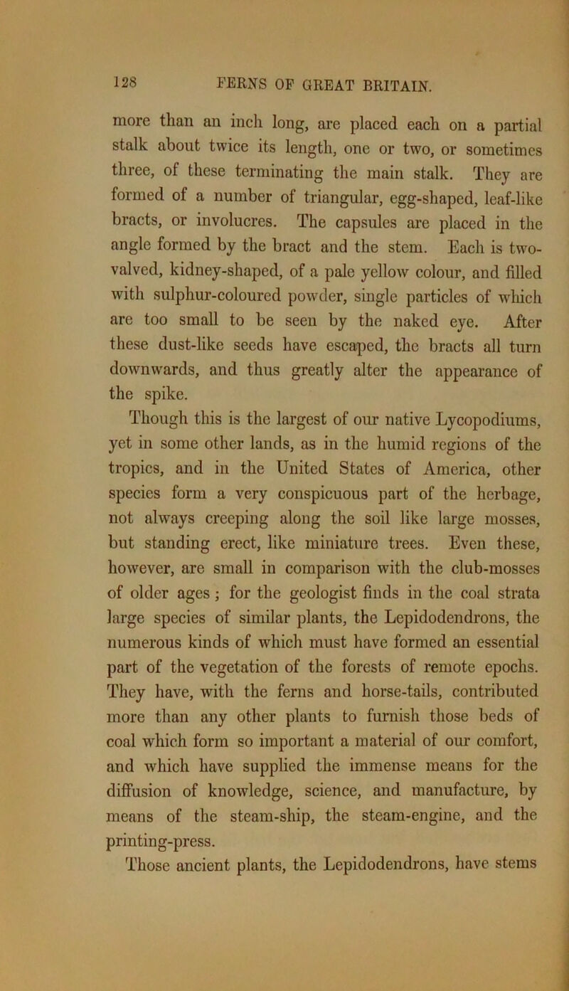 more than an incli long, are placed each on a partial stalk about twice its length, one or two, or sometimes three, of these terminating the main stalk. They are formed of a number of triangular, egg-shaped, leaf-like bracts, or involucres. The capsules are placed in the angle formed by the bract and the stem. Eacli is two- valved, kidney-shaped, of a pale yellow colour, and filled with sulphur-coloured powder, single particles of wliich are too small to be seen by the naked eye. After these dust-like seeds have escaped, the bracts all turn downwards, and thus greatly alter the appearance of the spike. Though this is the largest of our native Lycopodiums, yet in some other lands, as in the humid regions of the tropics, and in the United States of America, other species form a very conspicuous part of the herbage, not ahvays creeping along the soil like large mosses, but standing erect, like miniature trees. Even these, however, are small in comparison with the club-mosses of older ages; for the geologist finds in the coal strata large species of similar plants, the Lepidodendrons, the numerous kinds of which must have formed an essential part of the vegetation of the forests of remote epochs. They have, with the ferns and horse-tails, contributed more than any other plants to furnish those beds of coal which form so important a material of our comfort, and which have supplied the immense means for the diffusion of knowledge, science, and manufacture, by means of the steam-ship, the steam-engine, and the printing-press. Those ancient plants, the Lepidodendrons, have stems