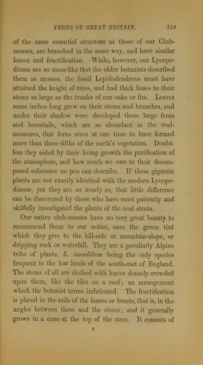 of the same essential structure as those of our Club- mosses, are branched in the same way, and have similar leaves and fructification. While, however, our Lycopo- diums are so raoss-like that the older botanists described them as mosses, the fossil Lepidodendrons must have attained the height of trees, and had thick bases to their stems as large as the trunks of our oaks or firs. Leaves some inches long grew on their stems and brandies, and under their shadow were developed those large ferns and horsetails, which are so abundant in the coal- measures, that ferns seem at one time to have formed more than three-fifths of the earth’s vegetation. Doubt- less they aided by their living growth the purification of the atmosphere, and how much we owe to their decom- posed substance no pen can describe. If these gigantic plants are not exactly identical with the modern Lycopo- diaceaD, yet they arc so nearly so, that little difference can be discovered by those who have most patiently and skilfully investigated the plants of the coal strata. Our native club-mosses have no very great beauty to recommend them to our notice, save the green tint which they give to the hill-side or mountain-slope, or dripping rock or waterfall. They are a peculiarly Alpine tribe of plants, Z. inunddtum being the only species frequent in the low lands of the south-east of England. The stems of all are clothed with leaves densely crowded upon them, like the tiles on a roof; an arrangement which the botanist terms imbricated. The fructification is placed in the axils of the leaves or bracts, that is, in the angles between these and the steins; and it generally grows in a cone at the top of the stem. It consists of s