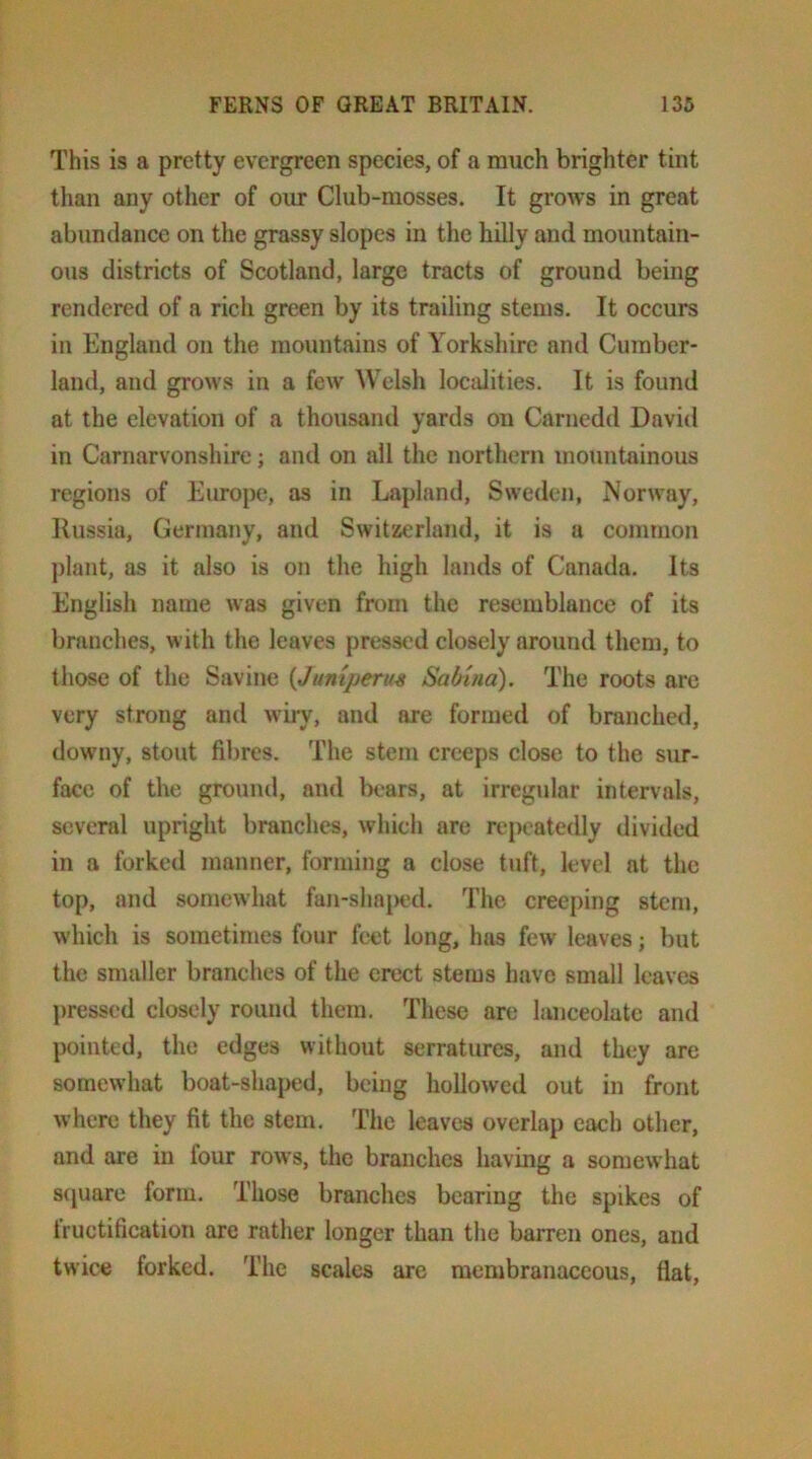 This is a pretty evergreen species, of a much brighter tint than any other of our Club-mosses. It grows in great abundance on the grassy slopes in the hilly and mountain- ous districts of Scotland, large tracts of ground being rendered of a rich green by its trailing stems. It occurs in England on the mountains of Yorkshire and Cumber- land, and grows in a few Welsh localities. It is found at the elevation of a thousand yards on Carnedd David in Carnarvonshire; and on all the northern mountainous regions of Europe, as in Lapland, Sweden, Norway, Russia, Germany, and Switzerland, it is a common ])lant, as it also is on the high lands of Canada. Its English name was given from the resemblance of its branches, with the leaves pressed closely around them, to those of the Savine {Juniperu^ Sabina). The roots are very strong and wiry, and are formed of branched, downy, stout fibres. The stem creeps close to the sur- face of the grouiul, and lx‘ars, at irregular intervals, several upright branches, which are repeatedly divided in a forked manner, forming a close tuft, level at the top, and somewhat fan-sha|)ed. The creeping stem, which is sometimes four feet long, has few leaves; but the smaller branches of the erect stems have small leaves pressed closely round them. These are lanceolate and pointed, the edges without serratures, and they are somewhat boat-shaped, being hollowed out in front where they fit the stem. The leaves overlap each other, and are in four rows, the branches having a somewhat s(juare form. Those branches bearing the spikes of fructification are rather longer than the barren ones, and twice forked. The scales are membranaceous, flat.