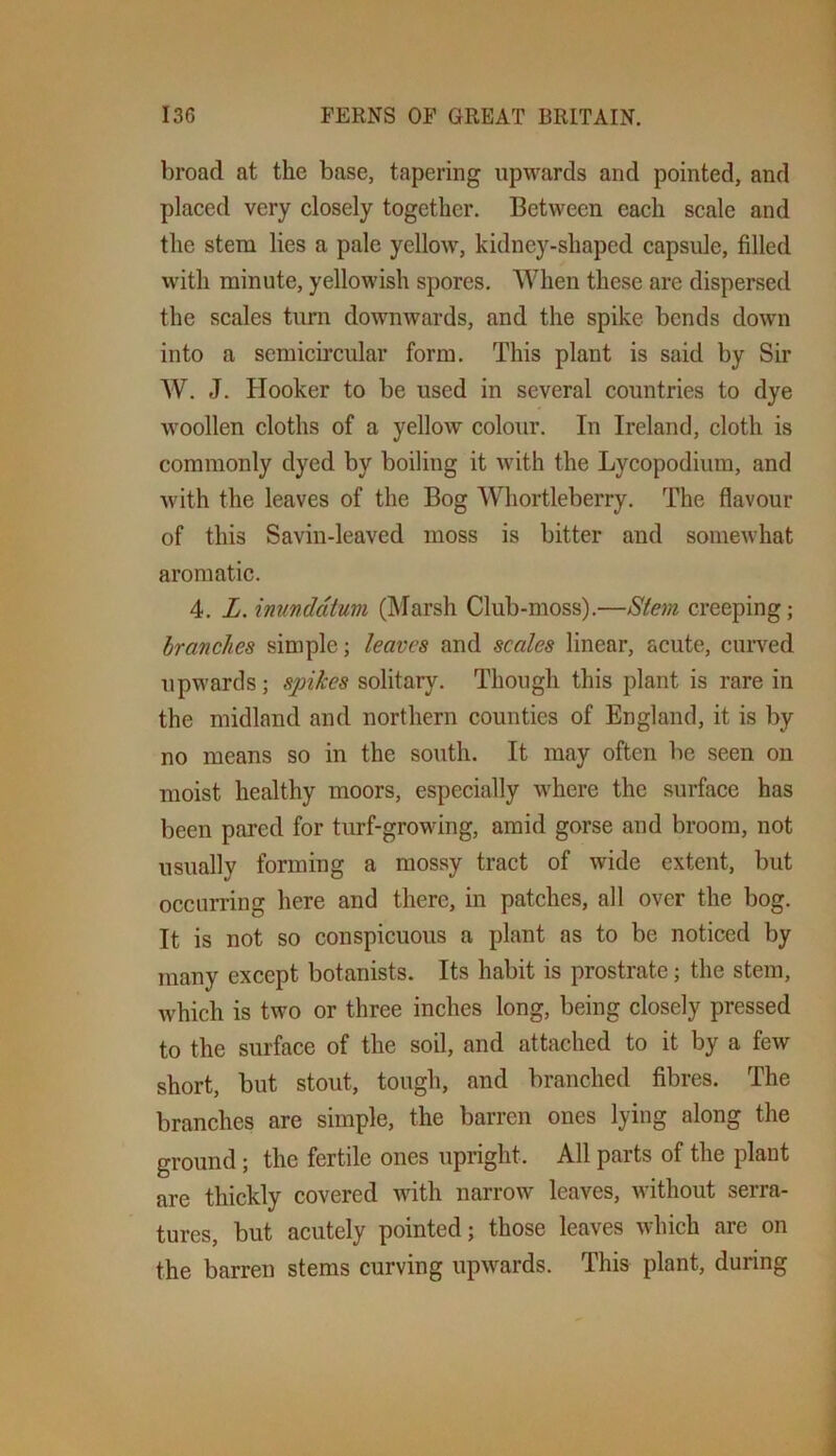 broad at the base, tapering upwards and pointed, and placed very closely together. Between each scale and the stem lies a pale yellow, kidney-shaped capsule, filled with minute, yellowish spores. When these are dispersed the scales turn downwards, and the spike bends down into a semicircular form. This plant is said by Sir AV. J. Hooker to be used in several countries to dye woollen cloths of a yellow colour. In Ireland, cloth is commonly dyed by boiling it with the Lycopodium, and with the leaves of the Bog Whortleberry. The flavour of this Savin-leaved moss is bitter and somewhat aromatic. 4. L. inundcitum (Marsh Club-moss).—Stem creeping; branches simple; leaves and scales linear, acute, curved upwards; spikes solitary. Though this plant is rare in the midland and northern counties of England, it is by no means so in the south. It may often be seen on moist healthy moors, especially where the surfaee has been pared for turf-growing, amid gorse and broom, not usually forming a mossy tract of wide extent, but occurring here and there, in patches, all over the bog. It is not so conspicuous a plant as to be noticed by many except botanists. Its habit is prostrate; the stem, which is two or three inches long, being closely pressed to the surface of the soil, and attached to it by a few short, but stout, tough, and branched fibres. The branches are simple, the barren ones lying along the ground; the fertile ones upright. All parts of the plant are thickly covered with narrow leaves, without serra- tures, but acutely pointed; those leaves which are on the barren stems curving upwards. This plant, during