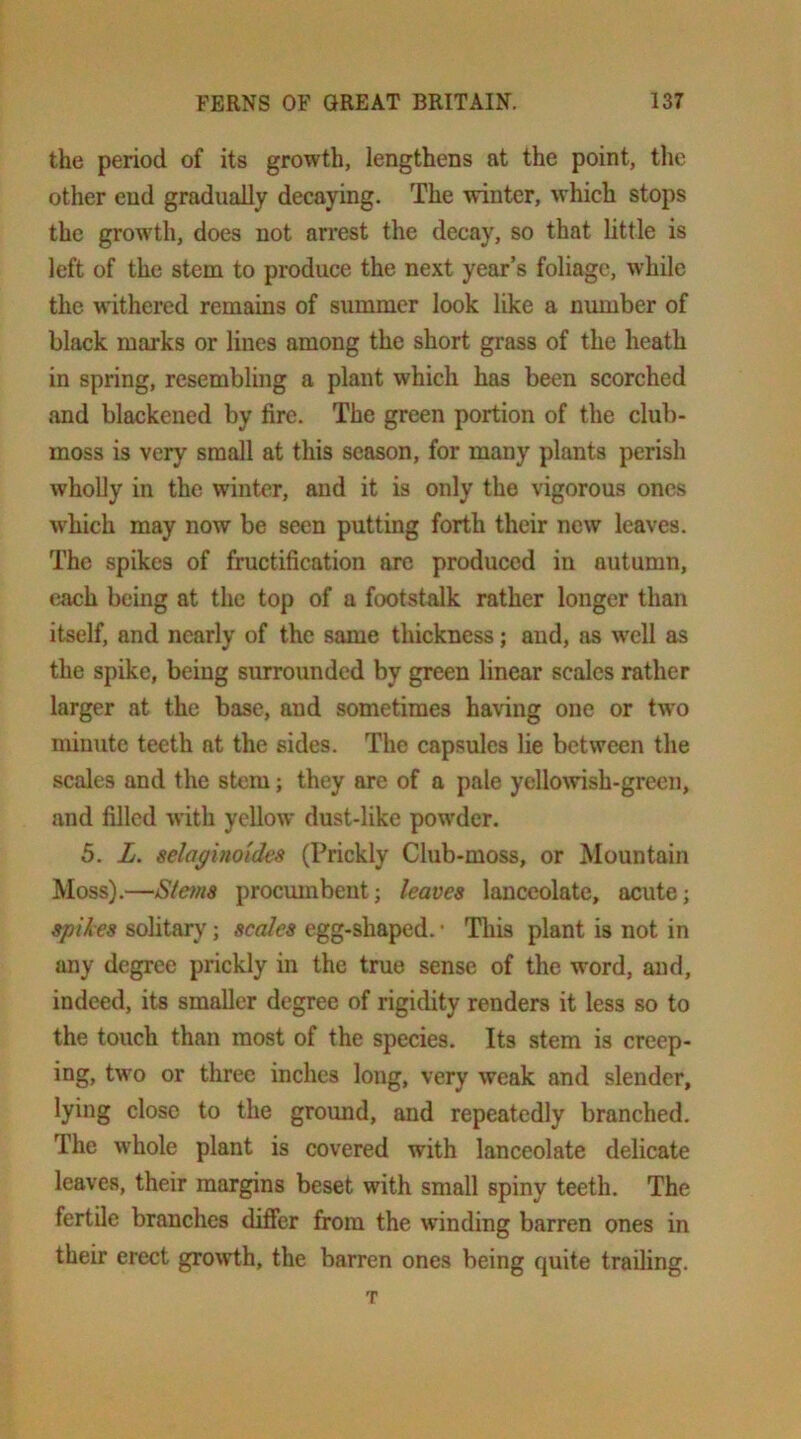 the period of its growth, lengthens at the point, the other end gradually decaying. The winter, which stops the grow'th, does not arrest the decay, so that little is left of the stem to produce the next year’s foliage, while the withered remains of summer look like a number of black marks or lines among the short grass of the heath in spring, resembling a plant which has been scorched and blackened by fire. The green portion of the club- moss is very small at this season, for many plants perish wholly in the winter, and it is only the vigorous ones w'hich may now be seen putting forth their new leaves. The spikes of fructification arc produced in autumn, tiach being at the top of a footstalk rather longer than itself, and nearly of the same thickness; and, as w'ell as the spike, being surrounded by green linear scales rather larger at the base, and sometimes having one or tw'o minute teeth at the sides. The capsules lie between the scales and the stem; they are of a pale yellowish-green, and filled with yellow dust-like powder. 5. L. selaginoidea (Prickly Club-moss, or Mountain Moss).—Stetna proemnbent; leaves lanceolate, acute; spikes solitary; scales egg-shaped. • This plant is not in any degree prickly in the true sense of the wwd, and, indeed, its smaller degree of rigidity renders it less so to the touch than most of the species. Its stem is creep- ing, two or three inches long, very weak and slender, lying close to the ground, and repeatedly branched. The whole plant is covered with lanceolate delicate leaves, their margins beset with small spiny teeth. The fertile branches difier from the winding barren ones in their erect gro\vth, the barren ones being quite trailing. T
