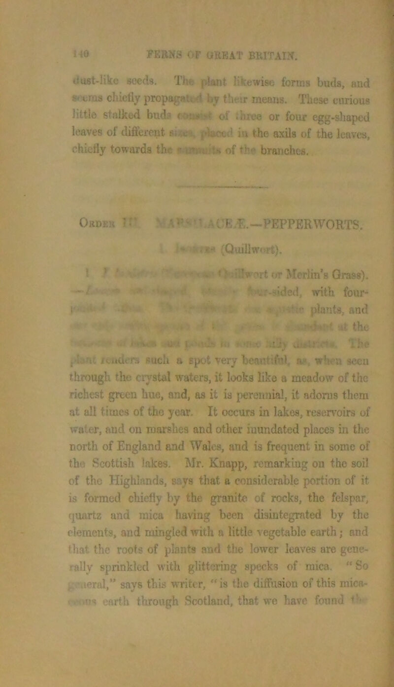 uust-like seeds. The pl^nt likewise forms buds, and 8* crus chiefly propagated by their means. These curious little stalked buds of Ihree or four egg-shaped leaves of different giaced in the axils of the leaves, chiefly towards the of thf* branches. Ordeh rr ' PEPPERWORTS. ,4anc renders such a spot very beautifnl, a.-, when seen through the ci78tal waters, it looks like a meadow of the richest green hue, and, as it is perennial, it adonis them at all times of the year. It occurs in lakes, reserv’oirs of water, and on marshes and other inundated places in the north of England and Wales, and is frequent in some of the Scottish lakes. Mr, Knapp, rcmarklug on the soil of the Highlands, says that a considerable portion of it is formed chiefly by the granite of rocks, the felspar, quartz and mica having been disintegrated by the elements, and mingled with a little a egetable earth; and that the roots of plants and the lower leaves are gene- rally sprinkled with glittering specks of mica. “ So K'Meral,” says this write r, “ is the diffusion of this mica- r»s earth through Scotland, that we have fonnd (Quillwort). . »illwnrt (/r Merlin’s Grass). ^ ‘.r-sided, with four- ' .*!<■ plants, and -.f,- f .,i the , u-i. V ‘''i ihe
