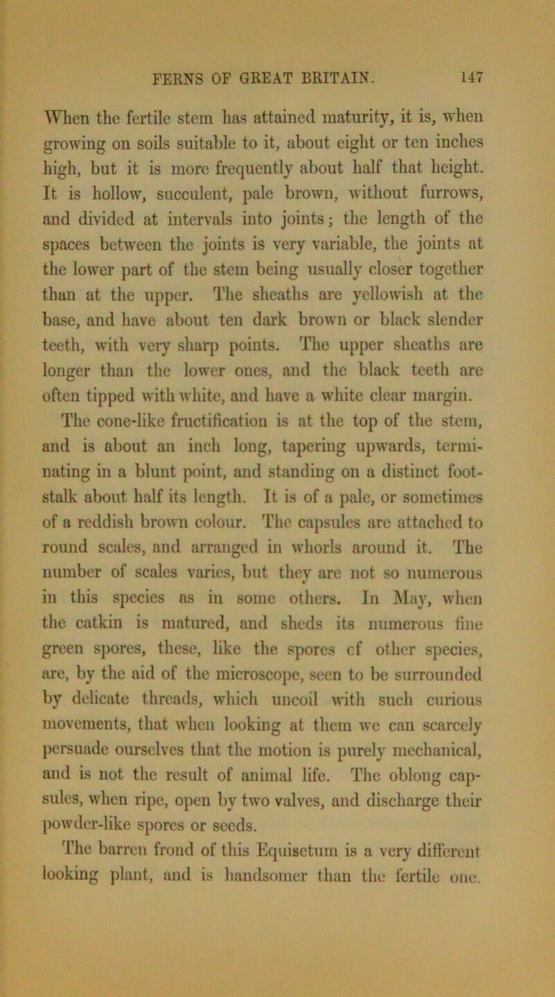 When the fertile stem lias attained maturity, it is, when growing on soils suitable to it, about eight or ten inches high, but it is more frequently about half that height. It is hollow, succulent, pale brown, without furrows, and divided at intervals into joints; the length of the spaces between the joints is very variable, the joints at the lower part of the stem being usually closer together than at the upper. The sheaths are yellowish at the base, and have about ten dark brown or black slender teeth, with very sharj) points. The upper sheaths are longer than the lower ones, and the black teeth are often tipped with white, and have a white clear margin. The cone-like fructification is at the top of the stem, and is about an inch long, tapering upwards, termi- nating in a blunt point, and standing on a distinct foot- stalk about half its length. It is of a pale, or sometimes of a reddish brown colour. The capsules are attached to round scales, and arranged in whorls around it. The number of scales varies, but they are not so numerous in this species ns in some others. In May, when the catkin is matured, and sheds its numerous fine green spores, these, like the spores cf other species, arc, by the aid of the microscope, seen to be surrounded by delicate threads, wdiich uncoil nith such curious movements, that when looking at them we can scarcely persuade ourselves that the motion is purely mechanical, and is not the result of animal life. The oblong cap- sules, when ripe, open by two valves, and discharge their })owdcr-like spores or seeds. The barren frond of this Equisetum is a very diticreiit looking plant, and is handsomer than the fertile one.
