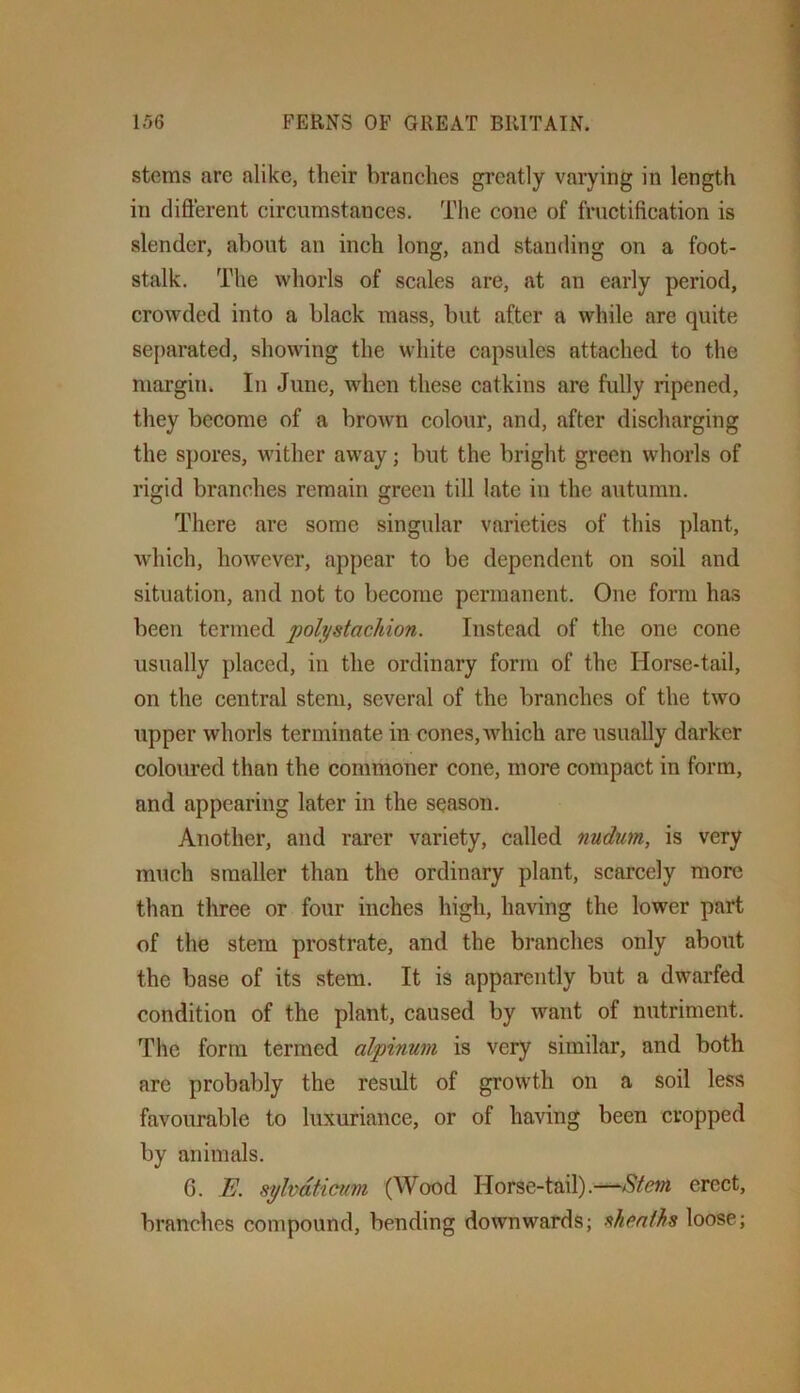 stems arc alike, their branches greatly varying in length in cliflerent circumstances. The cone of fructification is slender, about an inch long, and standing on a foot- stalk. The whorls of scales are, at an early period, crowded into a black mass, but after a while are quite separated, showing the white capsules attached to the margin. In June, wdien these catkins are fully ripened, they become of a brown colour, and, after discharging the sj)ores, wither away; but the bright green whorls of rigid branches remain green till late in the autumn. There are some singular varieties of this plant, which, hoAvever, appear to be dependent on soil and situation, and not to become permanent. One form has been termed pol^stachion. Instead of the one cone usually placed, in the ordinary form of the Horse-tail, on the central stem, several of the branches of the two upper whorls terminate in cones, which are usually darker coloured than the commoner cone, more compact in form, and appearing later in the season. Another, and rarer variety, called nudum, is very much smaller than the ordinary plant, scarcely more than three or four inches high, having the lower part of the stem prostrate, and the branches only about the base of its stem. It is apparently but a dwarfed condition of the plant, caused by want of nutriment. The form termed alpinum is very similar, and both arc probably the result of growth on a soil less favourable to luxuriance, or of having been cropped by animals. 6. E. sylvdticum (Wood Horse-tail).—Etem erect, branches compound, bending downwards; ahenfhs loose;