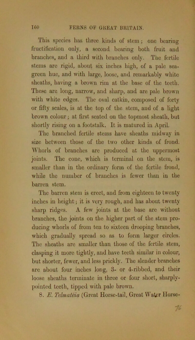 This species has three kinds of stem ; one bearing fructification only, a second bearing both fruit and branches, and a third with branches only. The fertile stems arc rigid, about six inches high, of a pale sea- green hue, and with large, loose, and remarkably white sheaths, having a brown rim at the base of the teeth. These are long, narrow, and sharp, and are pale brown with white edges. The oval catkin, composed of forty or fifty scales, is at the top of the stem, and of a light brown colour; at first seated on the topmost sheath, but shortly rising on a footstalk. It is matured in April. The branched fertile stems have sheaths midway in size between those of the two other kinds of frond. Whorls of branches arc produced at the uppermost joints. The cone, which is terminal on the stem, is smaller than in the ordinary form of the fertile frond, while the number of branches is fewer than in the barren stem. The barren stem is erect, and from eighteen to twenty inches in height; it is very rough, and has about twenty sharp ridges. A few joints at the base are without branches, the joints on the higher part of the stem pro- ducing whorls of from ten to sixteen drooping branches, which gradually spread so as to form larger circles. The sheaths are smaller than those of the fertile stem, clasping it more tightly, and have teeth similar in colour, but shorter, fewer, and less prickly. The slender branches are about four inches long, 3- or 4-ribbed, and their loose sheaths terminate in three or four short, sharply- pointed teeth, tipped with pale brown. 8. E. Telmataa (Great Horse-tail, Great Water Horse-