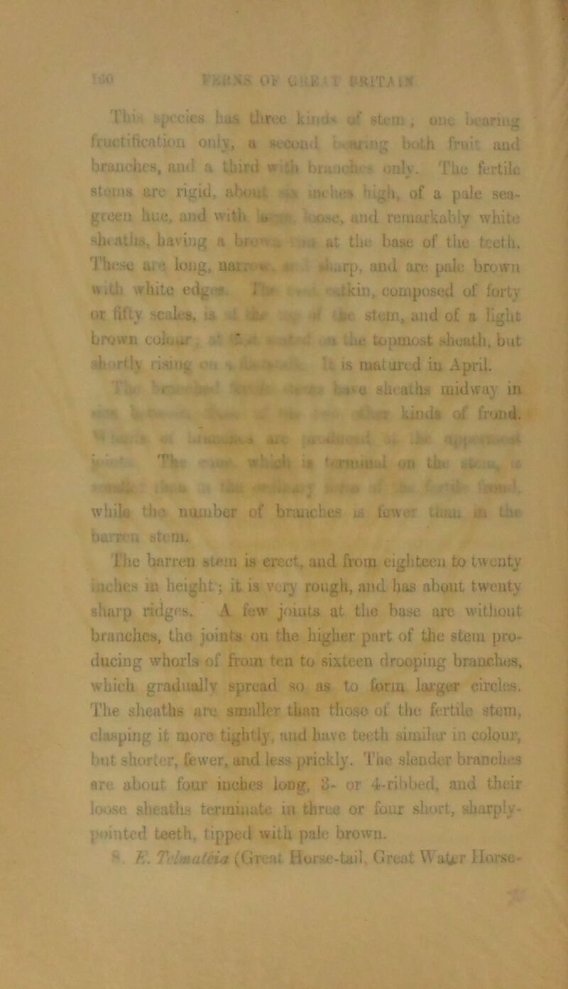i'KllX8 OV tiiOi'X PRIT/IX 'Ibis species has Um:e kind’* of stem; oue bearing fructificatkm only, u second Uw-iug both fruit and brajuciu's, ami a third wlllk brunefc'. t only. Thu fertile stenns ore rigid, al)oui; .sa mehus high, of a pale sea- greea hue, and witli ’*< kjose, atid remarkably white aht atlia, having a bro’Y;» ,i f at the base of the teeth, 'rbese aie long, uair-' •» slurp, and an* pole brown nith white edgf«. i‘?>* or tiftv scales, is ul ► brown colour, * . sh' trtly rising on >i > ;tkin, composed of forty d stem, and of a light n the topmost shuath, but U IS matured iu April. ► boe sheatlis midway in ii' 1 khnl* of frond. -■Nf i . 4. - Tbi! * wh’afi^i it t«)nuni4 on Un. i* .ia-to '4,io a,j u ■> f :'“d whiW the number of branches ui fcw<9r Unm m th«* barren stem. The barren stem is erect, and froni eigiitecn to twenty inches in height; it is very rough, and has about twenty sharp ridges. ' A few' joints at the base are without branches, the joints on the higher part of the stem pro- ducing whorls of from ten to sixteen drooping branches, which grad nail V spread so as to form Imgw circles. The vshcaths are smaller than those of the fertile stem, clasping it more tightly, and have teeth simihu' in colour, but shorter, fewer, and less prickly. 'I'lie slender branches are about four inches long, 3- or 4-ribbed, and their loose sheaths terminate in three or four short, sharply- jM>inted teeth, tipped with pale brown. 1^. THmatna. (Great Horse-tail, Great WaUir Horse-