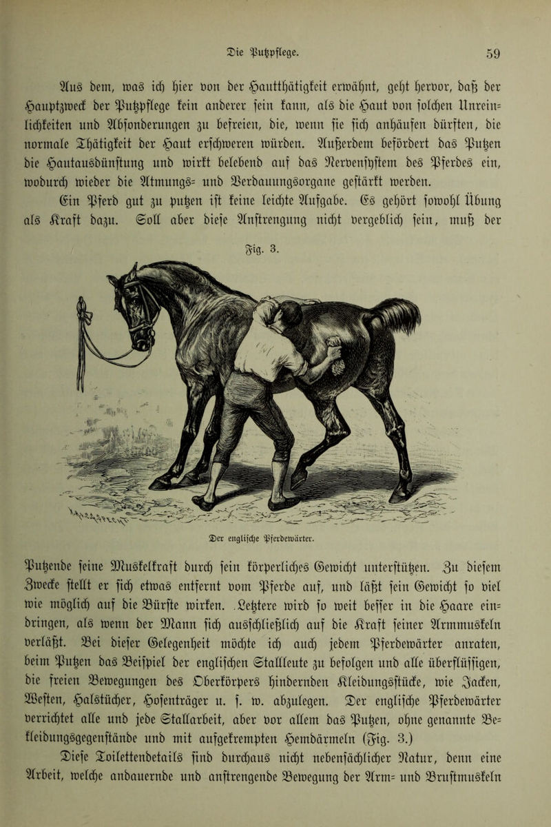 2luS bern, trag td) f)iex Oon ber §autthätigfeit ernannt, geht I)ert)or, bap ber §audt<doed ber *Puhdfüge fein anberer fein fann, als bie §aut öon folgen Unretn= lidffeiten unb 2lbfonberungen befreien, bie, menn fie ficf) anf)äufen bürften, bie normale S£f)ätigfeit ber §aut erfchmeren mürben. 5In^erbem beförbert baS ^ht^en bie §autauSbünftung unb mirit belebenb auf baS üderöenfdftem beS ^PferbeS ein, moburd) mieber bie 2ltmungS= unb SSerbaumtgSorgane geftärft merben. Gin ^ßferb gut gu bu^en ift feine leichte Aufgabe. Gs gehört fomof)! Übung al§ ^raft bagu. Sod aber biefe 2lnftrengung nicht öergeblid) fein, mu§ ber m 3. 2)er englifcfje ^ßferbctoävtev. ^u^enbe feine üütuSfelfraft burdf fein förderliches Gemicht unterftü^en. 3n biefem Stoede ftedt er fidj etmaS entfernt öont ^Pferbe auf, unb läfjt fein Gemid)t fo öiel mie möglid) auf bie dürfte mirfen. .ßetdere mirb fo meit beffer in bie §aare ein= bringen, als menn ber dltann fidj auSfdhliefjlich auf bie $raft feiner SlrmmnSfeln öerläfjt. 23ei biefer Gelegenheit möchte ich and) jebem ^Pferbemärter anraten, beim ^Pn|en baS Seifdiel ber englifchen Stadiente gu befolgen nnb ade überflüffigen, bie freien 25emegungen beS DberförperS fjütbernben MeümngSftücfe, mie $aden, Söeften, §alstüchcr, §ofenträger n. f. m. abgufegen. 3)er englifdfe ^Pferbemärter öerrid)tet ade nnb jebe (Stadarbeit, aber Oor adern baS ^Put^en, ohne genannte 33e= fleibnngSgegenftänbe unb mit aufgefremdten <£>embärmeln (Sag. 3.) S)iefe Soilettenbetails finb bnrd)anS nicht nebenfä(^)ltcf)er Statur, benn eine Arbeit, meltfje anbauernbe unb anftrengenbe 23emegung ber 5frm= nnb üBruftmuSfeln