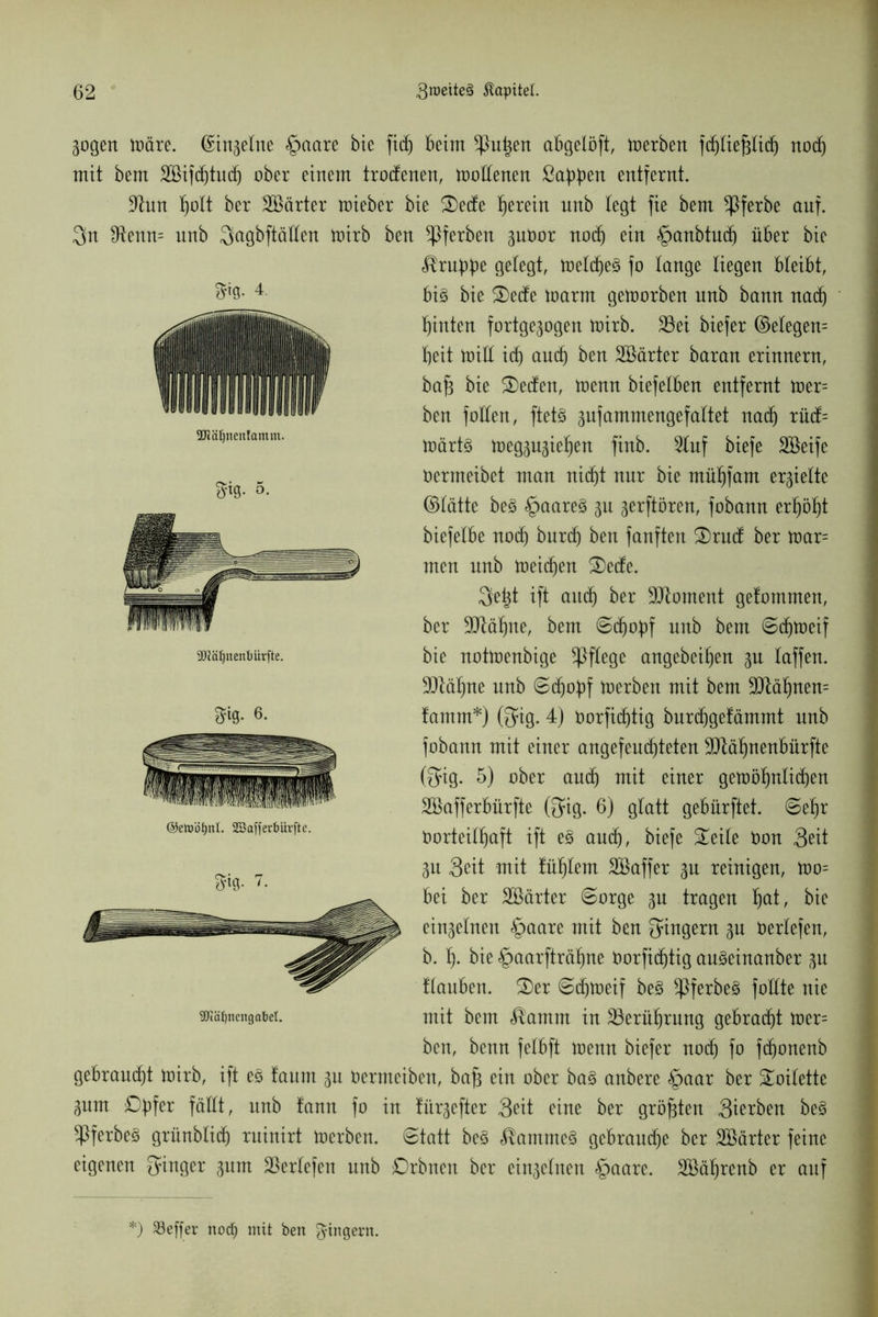 2JiäIjnenlamm. »10- gogen märe, ©ingelne §aare bie fidj Beim ^u^en aBgelöft, merben fcBliejglid) nod) mit bem 3öifd)tud) ober einem trodenen, mollenen ßaBBen entfernt. 9hm f)ott ber Söärter mieber bie £)ede herein unb legt fie bem *ßferbe auf. 3n 3hnn= unb Sagbftällen mirb ben ^ßferben guOor nod) ein §anbtud) über bie Gruppe gelegt, meines fo lange liegen Bleibt, ^9- 4 Big bie 3)ede marnt gemorben unb bann nad) hinten fortgegogen mirb. 33ei biefer ©elegett= Beit mitt icB ancB ben härter baran erinnern, bajs bie Reefen, menn biefelben entfernt mer= ben follen, ftetg gufammengefaltet nadj rüd= märtg meggugieBen finb. Stuf biefe Söeife Oermeibet man nidjt nur bie müBfam ergielte ©lätte beg £>aareg gn gerftören, fobann er^öf)t biefelbe nod) bur(B ben fanften 2)rud ber mar= men unb meiden 2)ede. Qe^t ift aitdfj ber Moment gefommen, ber SJläfjne, bem ©djopf unb bem ©d)meif bie notmenbige pflege angebeiBen gu laffen. 90täBne unb ©cfjopf merben mit bem 9)täBnen= lamm*) ßfig. 4) öorfid)tig burcfigelämmt unb fobann mit einer angefend)teten 9JtäBnenBürfte (f?ig. 5) ober au(B mit einer gemöBnlid)en SBafferBürfte (3*ig. 6) glatt geBiirftet. ©eBr Vorteilhaft ift eg au(B, biefe £eile Uon 3eit gn Seit mit tüBlem Söaffer gu reinigen, too= Bei ber SBärter ©orge gu tragen Bal/ Bie einzelnen §aare mit ben Ringern gu Oerlefen, b. B- bie §aarfträBne Vorfic^tig augeinanber gu HanBen. £>er ©djmeif beg ^ferbeg follte nie sjiä^nengabei. mit bem «föamm in 93erüBrung gebraut mer= ben, benn felBft menn biefer nocB fo f(Bonenb geBraucBt mirb, ift eg faum gu Oermeiben, bajg ein ober bag anbere §aar ber Toilette gunt £)f)fer füllt, unb fann fo in fünfter Seit eine ber größten Sieben beg ^Pferbeg grünblicB ruinirt merben. ©tatt beg «^ammeg geBratuBe ber Söärter feine eigenen Ringer gum beriefen unb Orbnen ber eingelnen §aare. SöäBrenb er auf SMIjnenbürfte. 3*0- 6. ©etoöfjnl. SSafferbüvfte m- *) SSeffer noef) mit ben Ringern.