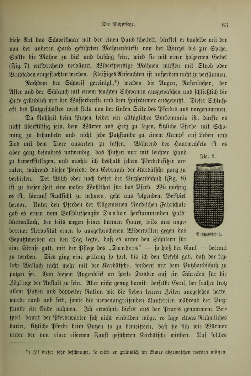 £ig. 8. biefe 2trt bag ©dpoeißaar mit ber einen §anb fdljeitelt, bürftet er betreibe mit ber Don ber anberen §anb geführten 9ftäf)nenbürfte Don ber Sßur^el big gnr ©pipe. ©oEte bie 9ttät)ne 3U bid nnb bnfd)ig fein, toirb fie mit einer fjö^ernen ©abet (5ig. 7) entfpre(f)enb Derbünnt. SBiberf^enftige 9ftäf)nen müffen mit ©trof) ober 23inbfaben eingeftod)ten werben. Qteiffigeg 5lnfeud^ten ift auperbem nicf)t 3U Derfäumen. Ladfybem ber ©dfytoeif gereinigt,*) merben bie Gingen, Lafentöd)er, ber Elfter nnb ber ©d&taudf) mit einem feuchten ©dfjtoamnt auggetoafdjen nnb fdjtieptid) bie <£mfe grünbtidj mit ber SBafferbürfte nnb bem §itfräumer auggepubt. tiefer ©djtup= aft beg *Pupgefd)äfteg toirb ftetg Don ber tinten ©eite beg ^Pferbeg aug Oorgenommen. Sa Lofyf)eit beim ^htpen teiber ein aEtägtid^eg 2)ortominnig ift, bilrfte eg nicf)t iiberflüffig fein, bem Söärter ang §er3 3U legen, tipticf)e ^Pferbe mit ©d)o= nung 3U bel)anbetn nnb nid)t jebe *Pu£ftnnbe 3U einem «^ampf auf ßeben nnb Sob mit bem Siere augarten 31t taffen. SBäfjrenb beg ^aarioedpetg ift eg aber gan3 befonberg nottoenbig, bag *pupen nur mit leister §anb 3u betoerffteEigen, nnb möchte idf) begfjatb jebem ^Pferbebefi^er an= raten, toäbrenb biefer ^eriobe ben ©ebraud) ber <®arbätfd)e gan3 311 verbieten. Ser SBifcf) ober nod) beffer ber *Pnt$anbfdjut) (JJig. 8) ift 3U biefer 3ett eine roafjre SBoIjltfjat für bag ^Pferb. Söie nndftig eg ift, hierauf Etüdfidfit 3U nehmen, get)t ang fotgenbem ÜBeifpiet tjcrDor. Unter ben *Pferben ber LEgemeinen Lorbifdjen 8üf)rfd)ute gab eg einen Dom ÜBoEbtutfjengfte Sunbar tjerftammenben <£>atb= btuttoaEac^, ber teilg toegen feiner bünnen §aare, teils ang ange= borener LerDofität einen fo auggefprodienen SBibertoiEen gegen bag ©epupttoerben an ben Sag legte, bafj eg unter ben ©ctjütern für eine ©träfe galt, mit ber ^Pftege beg „Snnberg — fo t)iep ber ©ant — betraut 3u toerben. Sieg ging eine 3eittang fo fort, big id) ben S8efef)t gab, bap ber fip= ticfye SBaEacb nid)t mefjr mit ber $arbätfd)e, fonbern mit bem $ut$anbfd(jufj 3n pupen fei. Lon biefem Lngenbtid an fiörte Sauber auf ein ©dfjreden für bie Söglinge ber Lnftatt 30 fein. 2Iber nid)t genug bamit: berfetbe ©aut, ber früher trop aEem $npen nnb boppetter Lation toie bie fieben teuren Seiten anggefepen fjatte, tonrbe runb nnb fett, fotoie bie nerDenangreifenben Laufereien toäprenb ber $np= ftunbe ein ©nbe nahmen. Sdp ermähnte biefeg’ aug ber ^Prajig genommene 2Ri= fpiet, bamit ber *Pferbettmrter fid) ni(f)t einbitben möge, eg tage ettoag Lüpmtidjeg barin, titdiepe ^Pferbe beim *Pn£en fo 3n bemeiftern, bap fie fiep toie SBürmer unter ber Don einer eifernen Qüuft geführten ^arbätfe^e toinben. 5tuf fotepeg ^ßu^^anbidju^. ) 3ft tiefer fe§r öefdjmufct., fo toirb er grünbltrf) im ßimer abgeroafd)cn toerbett inüffen.