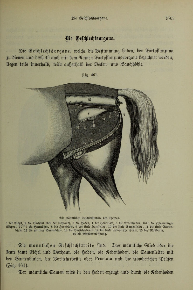 Sie @efd)led)tsorigan0^ 2)ie ©efchlecht^organe, treibe bie SSeftimmung f)aben, ber Fortpflanzung ZU bienen unb be^alb auch mit bem üftamen Fortpflanzungsorgane bezeichnet toerben, liegen teils innerhalb, teils außerhalb ber 23ecfen= nnb Bauchhöhle* 3fi0. 461. 2)ie männlichen <55efc^tec^t§tette be§ ipferbe§. 1 bie Sichet, 2 bie Vorhaut ober ber «Schtauih, 3 bie £oben, 4 ber §obenfacf, 5 bie 5fte6enhoben, 6 66 bie fchtoammigen Vorher, 7 777 bie Harnröhre, 8 bie §arnbtafe, 9 ber tinte §arnteiter, 10 ber tinte (Samenleiter, 11 bie tinte <Samen= btofe, 12 bie mittlere Samenbtaje, 13 bie SBorfte^erbriife, 14 bie tinte SotoJJerfdje 3)rüfe, 15 ber SJiaftbarnt, 16 bie Sftaftbarmöffnung. ®ie männlichen ©efchlechtsteile finb: 2)aS männliche ©lieb ober bie ^ftute famt ©idjel unb Vorhaut, bie §oben, bie Bebenhoben, bie Samenleiter mit ben Samenblafen, bie 25orftef)erbrüfe ober Prostata nnb bie ©otoperfdjen Prüfen (Fig. 461). S)er männliche Samen mirb in ben §oben erzeugt unb burch bie Bebenhoben