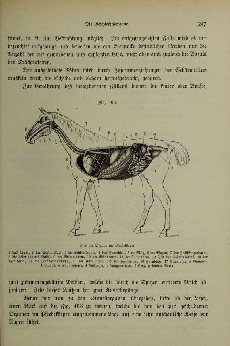 firtbet, fo ift eine Befruchtung möglich. 3nt entgegengesetzten fyaÜCe toirb e3 un= befruchtet aufgefaugt unb beloeifen bie am (Sierftocfe befinblicf)en Farben nur bie 2lnäaf)l ber reif geworbenen unb geplagten @ier, nidjt aber auch gugleid) bie ber £räd)tigteiten. 2)er au^gebilbete O^tu^ wirb burdj Sufammen^iehungen ber ©ebärmutter= mugfetn burcf) bie ©treibe unb ©(harn tferau^gebracfjt, geboren. 3ur Ernährung be§ neugeborenen 3müen3 bienen bie (£uter ober Prüfte, ^ig. 463. Sage ber Organe trn ^ßferbeförber. 1 ba§ 9JiauI, 2 ber @d)Iunb!obf, 3 bie <2djlunbröl)re, 4 ba§ Btoerdfjfefl, 5 bie SDUlj, 6 ber 9J?agen, 7 ber Btoölffingerbarnt, 8 bie Seber (oberem (Snbe), 9 ber ©rintntbarnt, 10 ber SBIinbbarm, 11 ber Sünnbarnt, 12 Seil be3 @rimmbarm§, 13 ber Slftaftbarm, 14 bie SJZaftbarmöffnung, 15 bie linte 9Uere unb ber Harnleiter, 16 ^arnbtaje, 17 §arnröijre, a ©aunten, b Bunge, c ©auntenfegel, d Suftröljre, e Sungenarterie, f £erj, g Hintere Slorta. 3toei äufammengebäufte Prüfen, toeldje bie burd) bie ©bitten entleerte 9Md) ab= fonbern. 3ebe biefer ©bitten ^at gm ei 2tu3fübrgänge. Bebor wir nun 3U ben ©inne^organen übergeben, bitte idj ben ßefer, einen Btid: auf bie ^ig. 468 gu werfen, welche bie Oon ben hier gefdjilberten Organen im ^}ferbeförber eingenommene Sage auf eine fef)r anfdfaulidje Bkife Oor klugen führt.