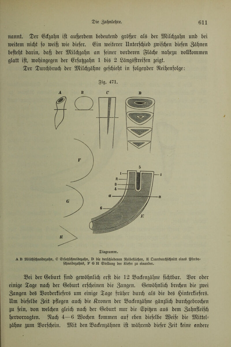 nartnt. Ser Gräfin ift an^erbern bebeutenb größer al§ ber 9)til(hgahn unb bei toeitem nidjt fo toeift tüte biefer. ©in weiterer Unterzieh gtüifd)en biefert Sahnen befielt barin, bafj ber Rüldjgahn an feiner üorberen $lä(he nahegu üotlfommen glatt ift, tüofjingegen ber ©rfa^gahn 1 bi§ 2 ßäng§ftreifen geigt. Ser Surtbbrucfj ber Rlilthgähne gefcbiiefjt in folgenber Reihenfolge: fyig. 471. ABC B A B ^ildjfdjneibeäaljn, C ©rfa^ft^neibeja^n, D bie berfdjtebenen fReiöeftac^en, E Ctuetburdjfdjnitt eine§ $ferbe- jdjneibesaljnS, F G H (Stellung ber liefet gu einanber. 23ei ber ©eburt finb getoöf)nli(f) erft bie 12 23acfengähne fidfjtbar. Ror ober einige Sage nach ber ©eburt erftheinen bie Sangen. ©etüöfjnlidj brechen bie gtoei Sangen be3 Rorberfiefer3 um einige Sage früher burd) als bie beS §interliefer§. Um biefelbe 3^it bflegen and) bie fronen ber 23adengähne gänglich burdjgebrothen gu fein, üon toeldjen gleich nad) ber ©eburt nur bie ©bitten aus bem Sahnfleifd) herüorragten. Rath 4—6 2Bod)en tommen auf eben biefelbe Söeife bie Rlittel= gähne gum Rorfdjein. 9ttit ben 23atfengähnen ift tüährenb biefer Seit leine anbere