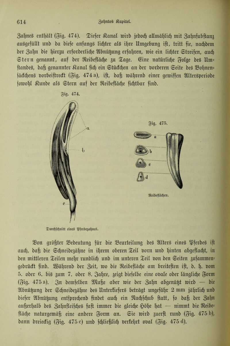 QafymZ enthält (gig. 474). tiefer üanal toirb jebocf) allmählich mit 3^nfubftanj au^gefüllt uttb ba btefe anfangs lichter al§ ihre Umgebung ift, tritt fie, nacfjbem ber 3(*hn bie ^iex^u erforberlid^e ^Ibnüßung erfahren, toie ein lichter ©treifen, and) ©tern genannt, auf ber fReibefXäc^e -$u Sage, ©ine natürliche ^olge be§ Um= ftanbe3, baß genannter $anal fid) ein ©tüdchen an ber Oorberen ©eite be§ Boßnem fäddjen§ oorbeiftredt @ig. 474 a), ift, baß toäßrenb einer getoiffen SllterSperiobe fotooßl «®unbe als ©tern auf ber ^teibeftädje ficßtbar finb. Bon größter Bebeutung für bie Beurteilung be3 2Utet eine3 Bferbe§ ift and), baß bie ©djueibegähne in ißrem oberen Seil Oorn nnb hinten abgeflacht, in ben mittleren Seilen mehr rmtblidj nnb im unteren Seil Oon ben ©eiten gufammem gebrüdt finb. SBäßrenb ber Stit, too bie Sleibeflädje am breiteften ift, b. ß- öt)m 5. ober 6. bi3 3unt 7. ober 8. 3aßre, geigt biefelbe eine oOale ober längliche Sörm (3ig. 475 a). 3n bemfelben Btaße aber toie ber 3ct§n abgenüßt toirb — bie 2lbnüßung ber ©chneibegähue be§ Unterliefet beträgt ungefähr 2 mm jährlich nnb biefer 5lbnü^nng entfßrechenb finbet auch ein Badhfdjub ftatt, fo baß ber 3<*hn außerhalb be3 3aßnfleifche§ faft immer bie gleidje §öße hat — nimmt bie Beibe= fläche naturgemäß eine anbere Snrnt an. ©ie toirb guerft rnnb ($ig. 475 b), bann breiedig (Qrig. 475 c) nnb fdjließlid) Oerlehrt oOal (3?ig. 475 cl). Sig. 474. 2)urdjfdjnitt eine§ ^ferbejafjneS.