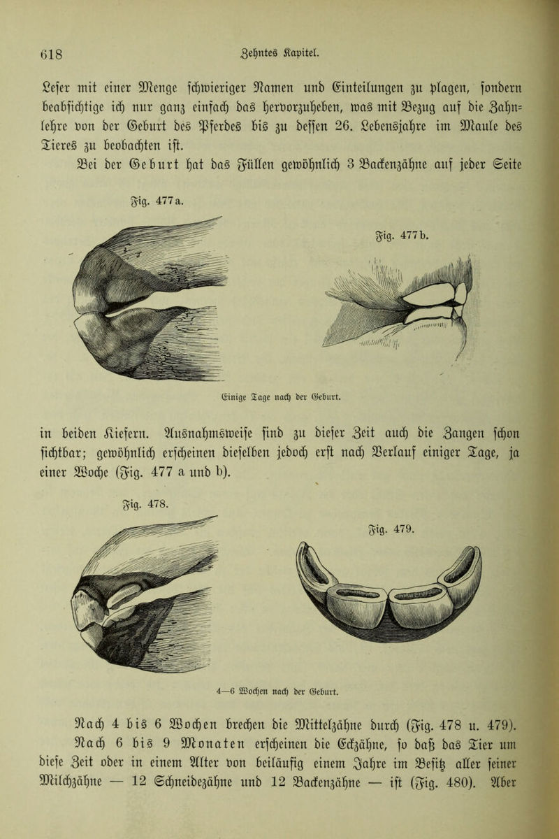 Sefer mit einer 9Jtenge fdfjmieriger tarnen unb (Einteilungen gu plagen, fonbern beabfidfjtige idfj nur gan^ einfatf) ba§ fjernorpfjeben, ma3 mit 23epg auf bie 3af)n= leljre toon ber ©eburt be3 ^3ferbe§ bi3 gu beffen 26. ßeben3jal)re im 9Jtaule be§ Siere§ gu beobachten ift. SSei ber ©eburt hat ba§ Süllen getoöljnlidf) 3 SSadfenääljne auf jeber ©eite $ig. 477 a. ©inige Sage ttad) ber ©eburt. in beiben liefern. 2lu3naljmstt)eife finb 3U biefer Seit aud) bie Sangen fdfum fidfjtbar; getoöhnlich erfcfjeinen biefelben jeboch erft nadfj Verlauf einiger Sage, ja einer Sßodfje (Sig. 477 a unb b). ^tg. 478. gtg. 479. 4—6 SBodjeit nad) ber ©eburt. Sßadfj 4 bi§ 6 SBodfjen Bremen bie TOttelgä^ne bttrdj (fjig. 478 n. 479). ■ftad) 6 bi 3 9 Monaten erfcfjeinen bie ©dfgä^ne, fo ba§ ba§ Sier um biefe 3eit ober in einem Filter Uon beiläufig einem Saljre im SBefii^ aller feiner 9Mdf)3äf)ne — 12 ©cfjneibegäljne unb 12 SSadfengäljne — ift (Sig. 480). 5lber