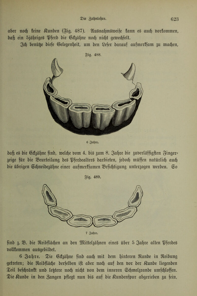 aber nod) feine <®unben ($ig. 487). 2tugnahmgtt)eife iann eg and) Oorlommen, bafc ein 5jährigeg ^Pferb bie (Mgäfjne nodfj nic^t getüecf)felt. Sd) benü|e biefe Gelegenheit, um ben ßefer barauf aufmertfam gu machen, ^ig. 488. 6 ftaljre. ba§ eg bie Gemahne finb, toelche Dom 4. big pm 8. Qa^re bie guoertäffigften $inger= geige für bie Beurteilung beg ^Pferbealterg barbieteu, jeboch muffen natürlich aud) bie übrigen Sdjneibegähne einer aufmerlfamen Befid)tigung unterzogen toerben. So ftig- 489. finb g. B. bie IReibfXäd^en an ben Btittelgähnen eineg über 5 Qahre alten Bf erb eg Oollfommen auggebilbet. 6 Qahre. Sie Gctgähne finb aud) mit bem fyxiitxtxi ^ftanbe in Reibung getreten; bie $teibfläd)e berfelben ift aber noch auf ben öor ber <®unbe liegenben Seit befd)rän!t itnb leidere nodj nicht tooit bem inneren Sdjmelgranbe umfchloffen. Sie <®unbe in ben gangen nun big auf bie <®unbenfbur abgerieben gu fein,