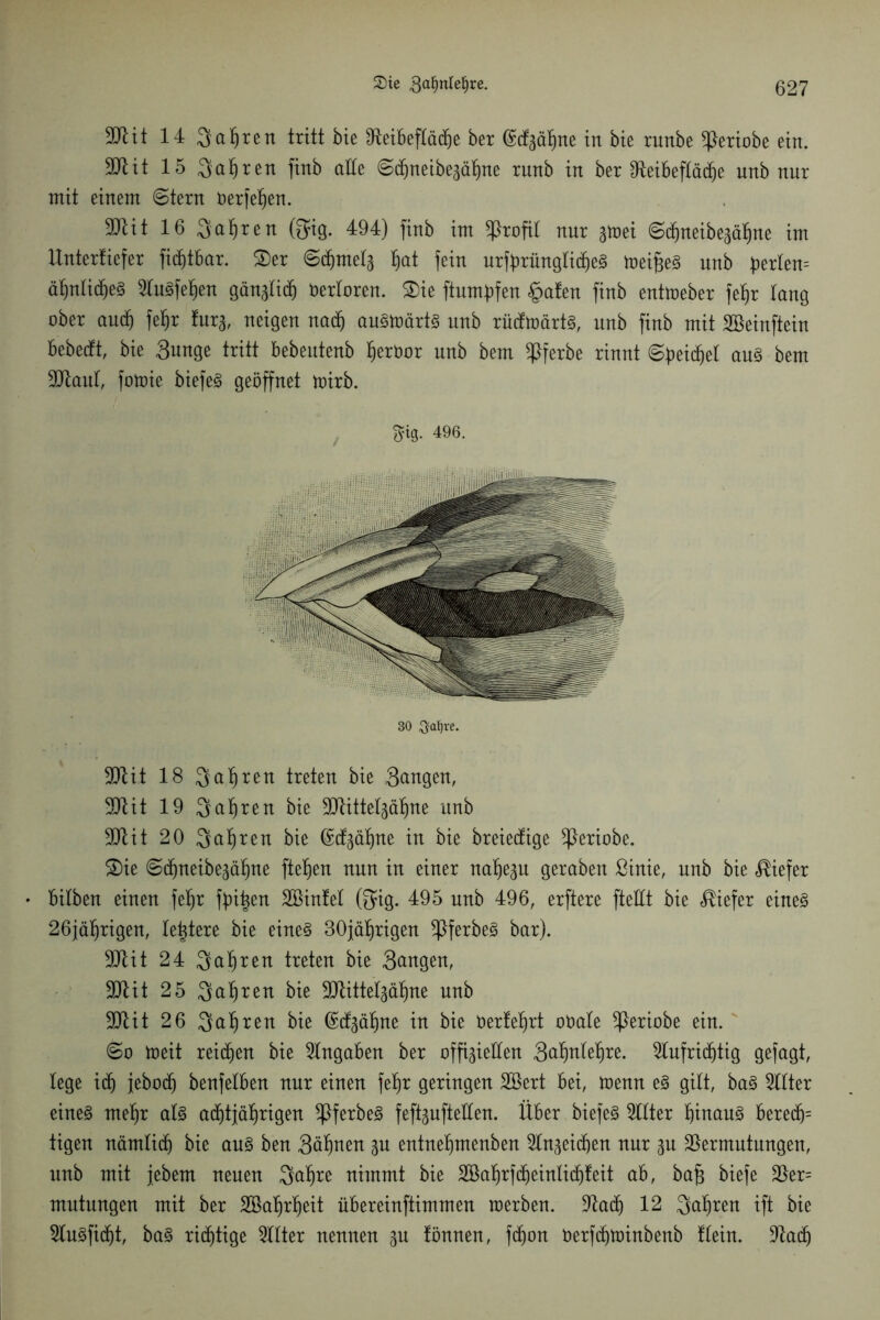 9JUt 14 3al)ren tritt bie Oteibeftädje ber @df3ät)ne in bie runbe ^eriobe ein. 9JHt 15 Sauren finb aEe ©cbnetbegäbne rnnb in ber Üteibeftäcfye unb nur mit einem ©tern rerfef)en. Vtit 16 Sauren @ig. 494) finb im profil nur 3»et ©cfjttetbejäfitie tm Unterfiefer fidftbar. $er ©cfjmefa fiat fein urft>rünglicf)e§ wetffeS unb Wertem äEinltdfieS Sfuöfetfen gänafidj »erforen. ®ie ftumpfen §afen finb entweder fef)t fang ober aucf) feffr furj, neigen nach auswärts unb rücfwärts, unb finb mit SBeinftein bebedft, bie 3unge tritt bebeittenb fierbor unb bem SPferbe rinnt ©fjeid&ef aus bem ■Blaut, fowie biefeS geöffnet wirb. §tg. 496. 30 ftafjre. 3Jtit 18 Sauren treten bie 3cingen, SSJtit 19 Sauren bie SJtitteljä^ne unb 9D4it 20 Queren bie (Scf^äl^ne in bie breiectige ^ßeriobe. ®ie ©cbneibe^äbne fielen nun in einer na^e^n geraben ßinie, unb bie tiefer • bitben einen fetjr fanden SBinfel ©ig. 495 unb 496, erftere fteEt bie tiefer eine§ 26jät)rigen, teuere bie eine§ 30jäbrigen ^ßferbe3 bar). Vtit 24 Qatjren treten bie 3ungen, 9Jlit 25 Qa^ren bie SJättetgäbne nnb 2Jtit 26 Qafjren bie (Mgäfme in bie toertetjrt oOate ^leriobe ein. ©o tneit reichen bie Angaben ber offigieEen 3u^ntet)re. Slufridjtig gejagt, lege id) jebocf) benfelben nur einen fef)r geringen SBert bei, trenn e§ gilt, ba§ 2üter eines mefjr als actitjäfjrigen ^ßferbe^ fefeufteEen. Über biefeS Sitter hinaus bered)= tigen nämlitfj bie aus ben 3äl)nen gn entnetjmenben Streichen nur p Vermutungen, unb mit jebem neuen 3af)re nimmt bie Vkbrfd)einti(f)teit ab, ba^ biefe Ver= mntungen mit ber Söaljrbeit übereinftimmen trerben. Vad) 12 3af)ren ift bie StuSfidjt, baS richtige Witter nennen p tonnen, fdjon öerfdpnnbenb ftein. Stad)