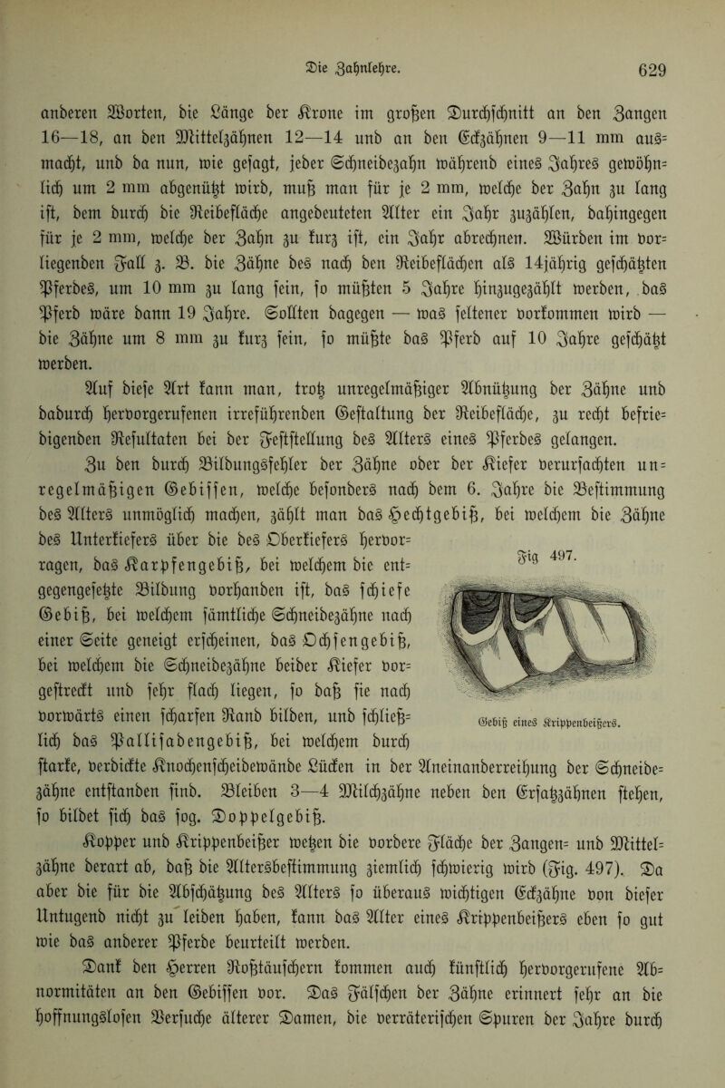 anberen 2ßorten, bie ßänge ber <®rone im großen &urd)fcf)nttt an ben 3angen 16—18, an ben SJtittelgäßnen 12—14 unb an ben ©(fgäßnen 9—11 mm auS= macfjt, unb ba nun, mie gejagt, jeher ©d)neibe3aßn mäßrenb eines QaßreS gemößrn lieb um 2 mm abgenützt mirb, muß man für je 2 mm, meld)e ber 3aßn gu lang ift, bem burd) bie 9teibefläcf)e angebeuteten Witter ein Qaßr größten, baßingegen für je 2 mm, melcße ber 3aßn turj ift, ein Saßr abredjnen. SBürben im 0or= liegenben Sali 3. 23. bie Säßne beS naeß ben £fteibefläd)en als 14jäßrig gefdjäßten ^PferbeS, um 10 mm 3U taug fein, fo müßten 5 Saßre ^inguge^atjlt merben, baS *Pferb märe bann 19 Saßre. ©ollten bagegen — maS feltener üorfomnten mirb — bie Säßne um 8 mm gu tur3 fein, fo müßte baS *Pferb auf 10 Saßre gefdjäßt merben. 2luf biefe 2lrt fann man, troß unregelmäßiger 2lbnüßung ber Säßne unb babureß ßerOorgerufenen irrefüßrenben ©eftaltung ber IReibefXäd^e, 3U reeßt befrie= bigenben Sftefultaten bei ber ^eftfteüung beS 2llterS eines ^PferbeS gelangen. 3n ben burd) 23ilbungSfeßler ber Säßne ober ber tiefer Oerurfacßten un = regelmäßigen ©ebiffen, melcße befonberS naeß bem 6. Saßre bie 23eftimmnng beS 2llterS unmöglicß machen, 3äßlt man baS §ecßtgebiß, bei meinem bie Säßne beS UnterfieferS über bie beS DberfieferS ßerOor= ragen, baS ^arpfengebiß, bei meinem bie ent= gegengefeßte 23ilbung oorßanben ift, baS feßiefe ©ebiß, bei melcßern fämtlicße ©cßneibe3äßne natf) einer ©eite geneigt erfeßeinen, baS £)cßfengebiß, bei meinem bie ©djneibegäßne beiber tiefer 0or= geftreeft unb feßr flacß liegen, fo baß fie nach DormärtS einen feßarfen 9tanb bilben, unb fcßließ= lief) baS ^Pallifabengebiß, bei meinem bureß ftarfe, oerbiefte <$nocßenfcßeibemänbe ßücfen in ber 2lneinanberreißung ber ©cßneibe= 3äßne entftanben finb. 23leiben 3—4 SMd^äßne neben ben ©rfaß3äßnen fteßen, fo bilbet fieß baS fog. S)oppelgebiß. ^oßßer unb ürippenbeißer meßen bie Oorbere Släcße ber Saugern unb 9Jtittel= 3äßne berart ab, baß bie 2llterSbeffimmung giemlicf) feßmierig mirb @ig. 497), £)a aber bie für bie 2lbfcßäßung beS 2llterS fo überaus mießtigen ©cf3äßne Oon biefer Untngenb nießt 3U leiben ßaben, fann baS 2llter eines ^rtppenbeißerS eben fo gut mie baS anberer *Pferbe beurteilt merben. S)anf ben Herren IRoßtänfc^ern fommen aueß fünftlicß ßerOorgerufene 2lb= normitäten an ben ©ebiffen Oor. £>aS Sälfcßen ber Säßne erinnert feßr an bie ßoffnungSlofen 23erfucße älterer tarnen, bie Oerräterifeßen ©puren ber Qaßre bureß m 497- ©eßifj eines ÄrtyfcienfieifjeiS.