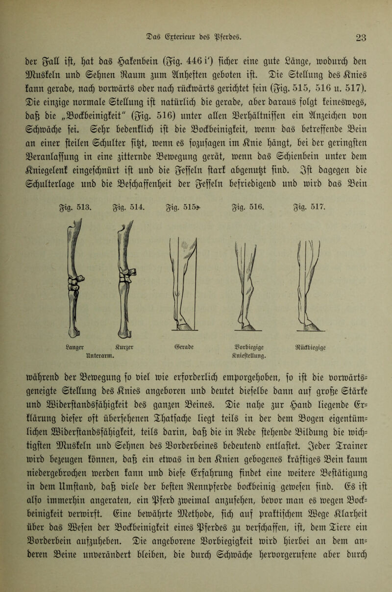 ber $aU ift, ljat baS £>afenbein (Qfig. 446 i') fidler eine gute Sänge, wobnrd) ben 9JtuSfeln unb ©et)neu Sftaum pm Slnljeften geboten ift. S)ie ©tellung beS $nieS fann gerabe, nadfj OorWärtS ober nadj rücfwärtS gerietet fein (3*ig. 515, 516 it. 517). S)ie einzige normale ©tellung ift natürlicf) bie gerabe, aber barauS folgt feineSWegS, baj3 bie „SBocfbeinigfeit Otg. 516) unter allen üBerljältniffen ein 2tn3eid)en Oon ©d)Wäd)e fei. ©ef)r bebenflid) ift bie SBocfbeinigfeit, trenn baS betreffenbe SSein an einer fteilen ©dplter fi£t, trenn es fopfagen im <®nie f)ängt, bei ber geringften üBeranlaffung in eine gitternbe Bewegung gerät, trenn baS ©djienbein unter bem ^niegelenf eingefdpürt ift unb bie Ueffeln ftarf abgenutzt finb. 3ft bagegen bie ©Muttertage unb bie 33efdjaffenljeit ber geffetn befriebtgenb unb wirb baS SBein ^ig. 513. $ig. 514. ^ig. 515* ©erabe 3i0. 516. 95orbiegige Äniefteflung. Sänger Äurjer Unterarm. 8k 517. SRiicffiiegige wäljrenb ber Bewegung fo riet wie erforberlid) enporgefwben, fo ift bie rorwärtS= geneigte ©tellung beS $nieS angeboren unb beutet biefelbe bann auf grofse ©tärfe unb S&iberftanbsfäljigfeit beS ganzen deines. 3)ie nafje pr §anb liegenbe ©r= flärung biefer oft liberfefjenen £f)atfad)e liegt teils in ber bem 23ogen eigentüm= litten 2öiberftanbsfäl)igfeit, teils barin, baf3 bie in IRebe fte^enbe Gilbung bie widj= tigften SJhiSfeln unb ©efjnen beS $orberbeineS bebentenb entlaftet. Qeber Trainer Wirb begengen fönnen, bafe ein etwas in ben $nien gebogenes träftigeS 23ein !anm niebergebroMen werben fann unb biefe ©rfapnng finbet eine weitere 23eftätigung in bem Umftanb, ba£ riete ber beften ^ennpferbe bocfbeinig gewefen finb. ©S ift alfo immerhin angeraten, ein $ferb peirnal anpfefjen, beror man es wegen 23odf= beinigfeit rerwirft. ©ine bewährte 9ftetf)obe, fid) auf paftifMem SBege ^tar^eit über baS SBefen ber 23ocfbeinigfeit eines SßferbeS p rerfd^affen, ift, bem £iere ein $orberbein aufpfjeben. S)ie angeborene üBorbiegigfeit Wirb hierbei an bem an= beren 33eine nnreränbert bleiben, bie burd) ©dpädje fjerrorgerufene aber burd)