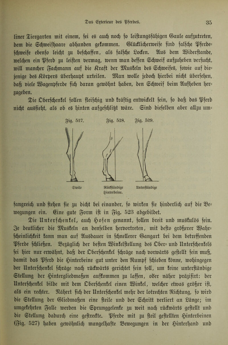 liner Tiergarten mit einem, fei es and) nod) fo leiftungSfäljigen ©aule aufptreten, bem bie ©djmeiffjaare abljanben gefomnten. ©lüdlidjermeife finb falfdje *Pferbe= fdjmeife ebenfo leicht 31t befdjaffen, als falfdje ßoden. 5luS bem Söiberftanbe, melden ein *Pferb p leiften Vermag, menn man beffen ©djmeif aufpheben Oerfudjt, miE mancher gadjmann auf bie $raft ber 9JtuSfeln beS ©djmeifeS, fomie auf bie= jenige beS Körpers überhaupt urteilen. 9Jkn moEe jebod) hierbei nidjt überfeinen, baf} oiefe Söagenpferbe fi(f) baran gemölpt haben, ben ©djmeif beim Aufheben ^er= pgeben. Tie Dberfdjenfel foEen fleifd^ig unb träftig entmidelt fein, fo bafj baS *Pferb nicf)t auSfieht, als ob es hinten aufgefchli|t märe, ©inb biefelben aber aEp um= $tg. 527. $ig. 528. $ig. 529. ©teile 9tücfftänbige XXnterftänbige Hinterbeine. fangreicf) unb fielen fie p bicfjt bei einanber, fo mirten fie l)inberli(f) auf bie 23e= megnngen ein. ©ine gute ^orm ift in ^9* 523 abgebilbet. Tie Unterfdjenfel, and) §ofen genannt, foEen breit unb muSfulöS fein. Qe beutlidjer bie 9ttuSfeln an benfelben IjerOortreten, mit befto größerer 2Bahr= fdjeinlidjfeit !ann man auf 2luSbauer in fdpeEerer ©angart bei bem betreffenben ^Pferbe fdjliefjen. SBepglid) ber beften SBinfelfteEung beS Ober= unb UnterfdjenfelS fei Ijier nur ermähnt, bafj ber Oberfdjenfel fdjräge nad) Oormärts gefteEt fein mufj, bamit baS ^Pferb bie Hinterbeine gut unter ben Sfcuntpf fliehen fönne, moljingegen ber Unterfdjenfel fdjräge nad) rüdmärtS gerietet fein foE, um feine unterftänbige ©teEung ber Hintergliebmafjen auffommen p laffen, ober näher päsifirt: ber Unterfdjenfel bilbe mit bem Oberfcf)enfel einen SBinfel, melier etmaS größer ift, als ein rechter. Nähert fidj ber Unterfdjenfel mehr ber lotrechten Dichtung, fo mirb bie ©teEung ber ©liebmapn eine fteile unb ber ©djritt verliert an ßänge; im umgefehrten $aEe merben bie ©punggelenfe p meit nad) rüdmärtS gefteEt unb bie ©teEung baburdj eine geftredte. *Pferbe mit p [teil gefteEten Hinterbeinen (3ig. 527) haben getüöfjnlidh mangelhafte 23emegungen in ber Hwter§anb unb