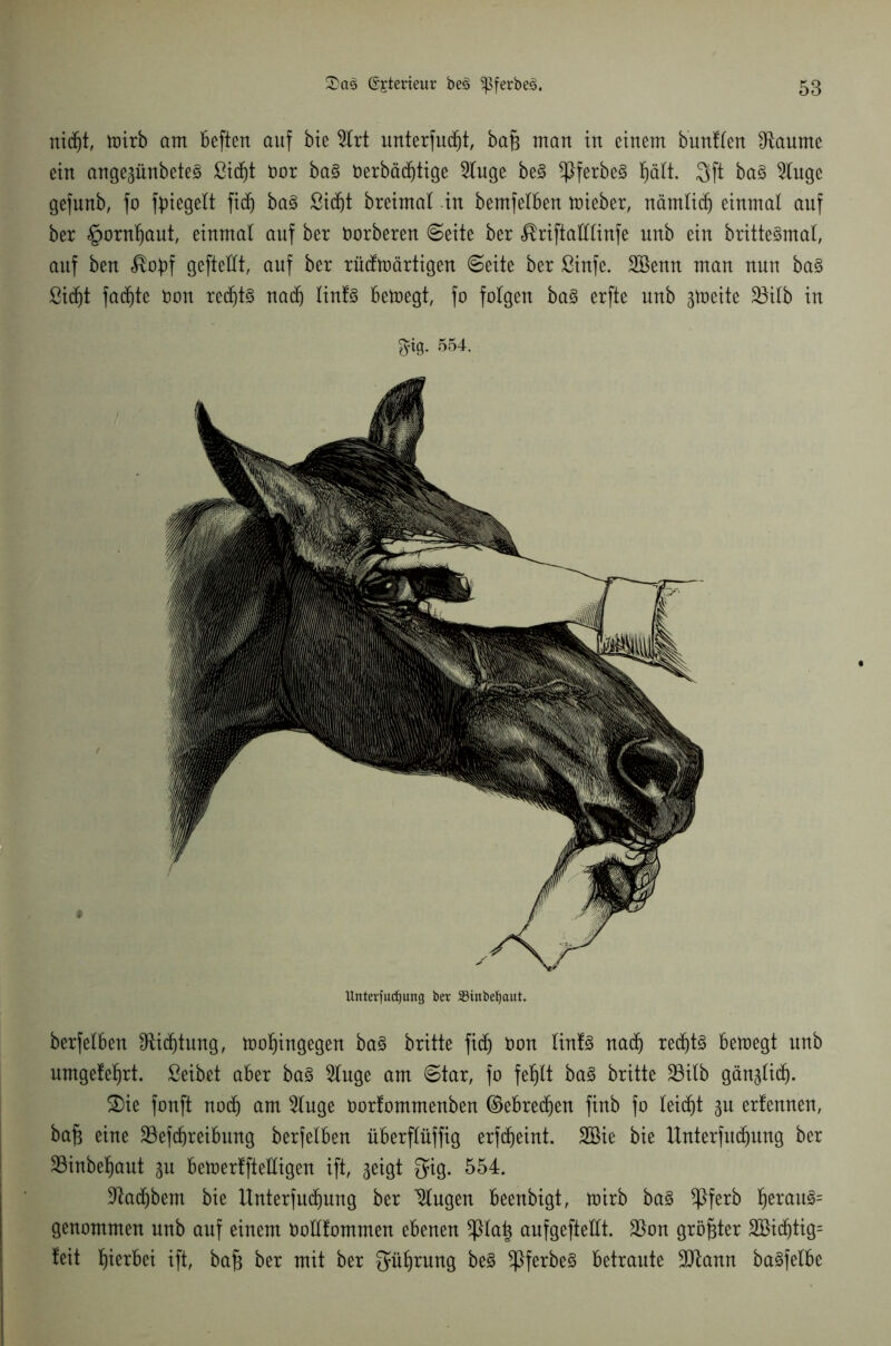 nidjt, toirb am beftert auf bie 5lrt unterfudfjt, bajg man in einem bunflen Flaume ein angegünbeteS ßidjt Oor ba§ Oerbäd)tige 2luge be3 *ßferbe§ f)ält. 3ft ba§ 9luge gefunb, fo fpiegelt fidj ba3 Sidjt breimal in bemfelben toieber, nämlidj einmal auf ber §ornl)aut, einmal auf ber Oorberen Seite ber ^riftalllinfe unb ein britte^mal, auf ben <®opf geftellt, auf ber rücfmärtigen Seite ber ßinfe. Sßenn man nun ba§ ßidjt fadjte Oon rechts nadj linf3 betoegt, fo folgen ba§ erfte unb gloeite 23ilb in 3% 554. Unterfudjung ber SBinbe^aut. berfelben 9ticf)tung, tooljingegen ba§ britte fid) non lintS nadj redjt3 betoegt unb umgefeljrt. ßeibet aber ba§ 5luge am Star, fo feljlt ba3 britte S3ilb gänzlich). 2)ie fonft noch am 5luge Oorfommenben ©ebrecfjen finb fo leidet gu ertennen, bafs eine 23efd)reibung berfelben überflüffig erfdjeint. 2Bie bie itnterfudjung ber 23inbef)aut gu betoerfftelligen ift, geigt 5*9- 554. üftadjbem bie Itnterfudjung ber klugen beenbigt, toirb ba3 *Pferb Ijerau3= genommen unb auf einem Oollfommen ebenen *ßla^ aufgeftellt. $on größter 3öidjtig= teit hierbei ift, bafj ber mit ber Oailjrung be3 $ferbe§ betraute ÜJftann ba^felbe