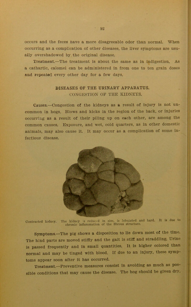 occurs and the feces nave a more disagreeable odor than normal. When occurring as a complication of other diseases, the liver symptoms are usu- ally overshadowed by the original disease. Treatment.—The treatment is about the same as in indigestion. As a cathartic, calomel can be administered in from one to ten grain doses and repeated every other day for a few days. Causes.—Congestion of the kidneys as a result of injury is not un- common in hogs. Blows and kicks in the region of the back, or injuries occurring as a result of their piling up on each other, are among the common causes. Exposure, and wet, cold quarters, as in other domestic animals, may also cause it. It may occur as a complication of some in- fectious disease. Contracted kidney. The kidney is reduced in size, is lobulated and hard. It is due to chronic inflammation of the fibrous structure. Symptoms.—The pig shows a disposition to lie down most of the time. The hind parts are moved stiffly and the gait is stiff and straddling. Urine is passed frequently and in small quantities. It is higher colored than normal and may be tinged with blood. If due to an injury, these symp- toms appear soon after it has occurred. Treatment.—Preventive measures consist in avoiding as much as pos- sible conditions that may cause the disease. The hog should be given dry. DISEASES OF THE URINARY APPARATUS. CONGESTION OF THE KIDNEYS.