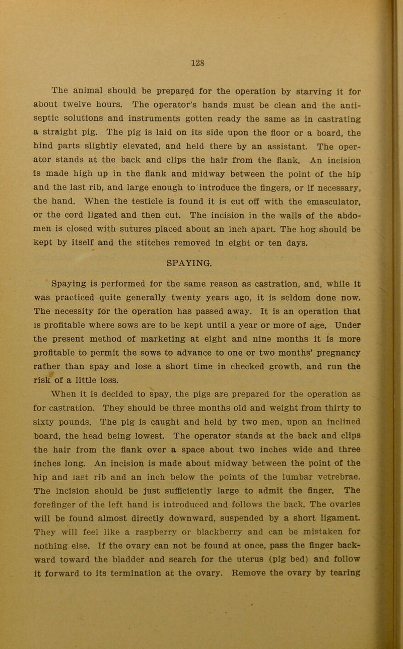 The animal should be prepared for the operation by starving it for about twelve hours. The operator’s hands must be clean and the anti- septic solutions and instruments gotten ready the same as in castrating a straight pig. The pig is laid on its side upon the floor or a board, the hind parts slightly elevated, and held there by an assistant. The oper- ator stands at the back and clips the hair from the flank. An incision is made high up in the flank and midway between the point of the hip and the last rib, and large enough to introduce the fingers, or if necessary, the hand. When the testicle is found it is cut off with the emasculator, or the cord ligated and then cut. The incision in the walls of the abdo- men is closed with sutures placed about an inch apart. The hog should be kept by itself and the stitches removed in eight or ten days. SPAYING. Spaying is performed for the same reason as castration, and, while it was practiced quite generally twenty years ago, it is seldom done now. The necessity for the operation has passed away. It is an operation that is profitable where sows are to be kept until a year or more of age. Under the present method of marketing at eight and nine months it is more profitable to permit the sows to advance to one or two months’ pregnancy rather than spay and lose a short time in checked growth, and run the risk of a little loss. \ When it is decided to spay, the pigs are prepared for the operation as for castration. They should be three months old and weight from thirty to sixty pounds. The pig is caught and held by two men, upon an inclined board, the head being lowest. The operator stands at the back and clips the hair from the flank over a space about two inches wide and three inches long. An incision is made about midway between the point of the hip and last rib and an inch below the points of the lumbar vetrebrae. The incision should be just sufficiently large to admit the finger. The forefinger of the left hand is introduced and follows the back. The ovaries will be found almost directly downward, suspended by a short ligament. They will feel like a raspberry or blackberry and can be mistaken for nothing else. If the ovary can not be found at once, pass the finger back- ward toward the bladder and search for the uterus (pig bed) and follow it forward to its termination at the ovary. Remove the ovary by tearing