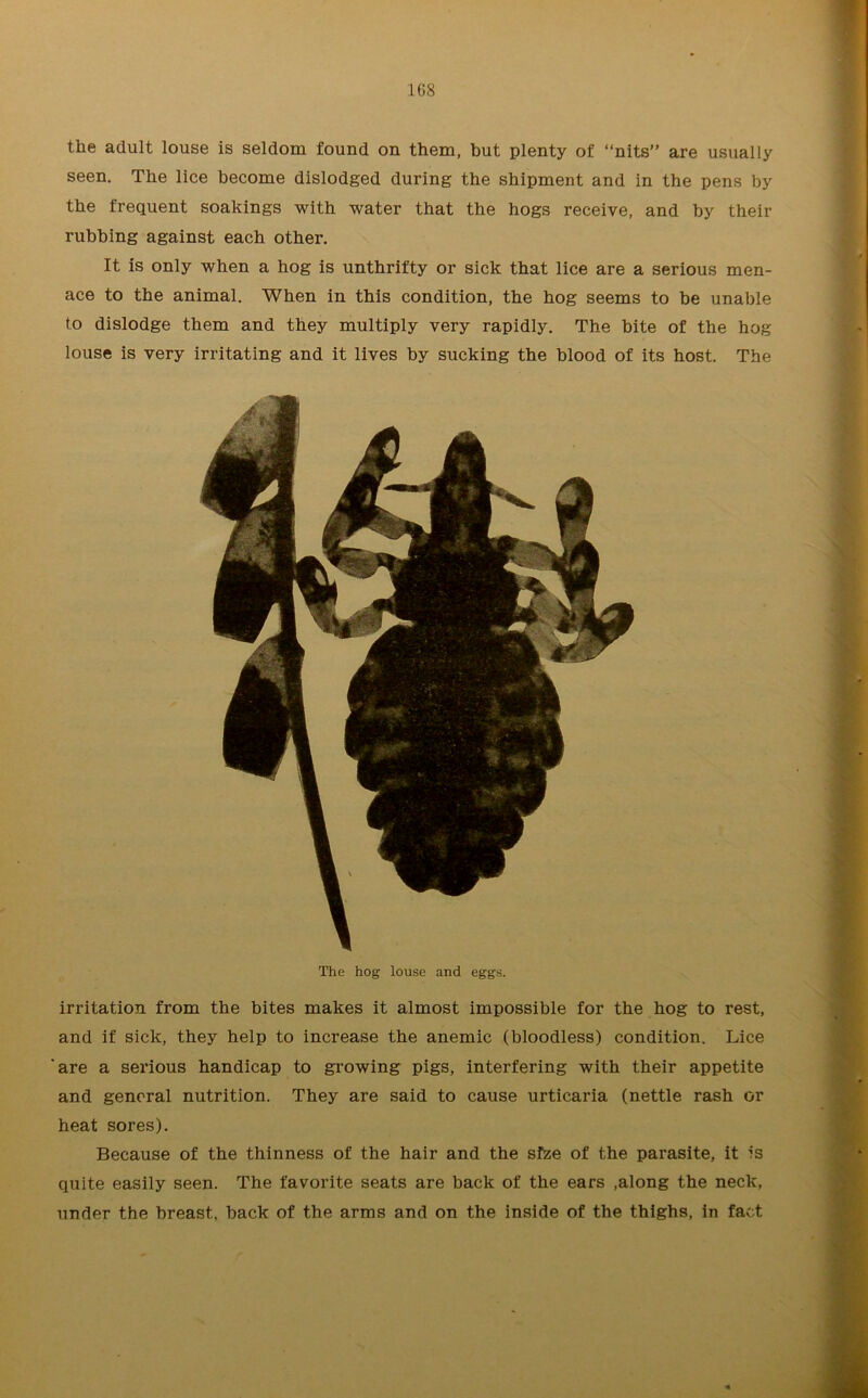the adult louse is seldom found on them, hut plenty of “nits” are usually seen. The lice become dislodged during the shipment and in the pens by the frequent soakings with water that the hogs receive, and by their rubbing against each other. It is only when a hog is unthrifty or sick that lice are a serious men- ace to the animal. When in this condition, the hog seems to be unable to dislodge them and they multiply very rapidly. The bite of the hog louse is very irritating and it lives by sucking the blood of its host. The The hog louse and eggs. irritation from the bites makes it almost impossible for the hog to rest, and if sick, they help to increase the anemic (bloodless) condition. Lice 'are a serious handicap to growing pigs, interfering with their appetite and general nutrition. They are said to cause urticaria (nettle rash or heat sores). Because of the thinness of the hair and the sfze of the parasite, it is quite easily seen. The favorite seats are back of the ears ,along the neck, under the breast, back of the arms and on the inside of the thighs, in fact