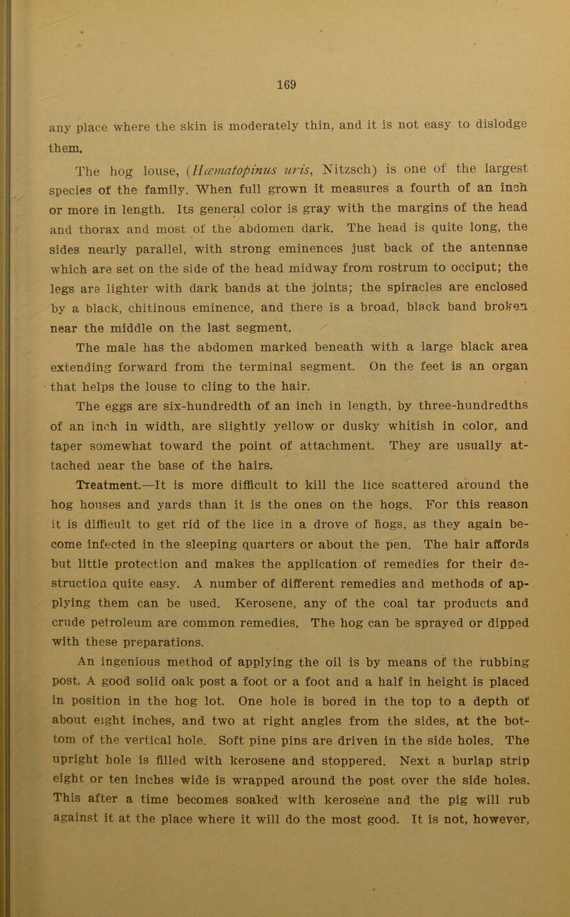 any place where the skin is moderately thin, and it is not easy to dislodge them. The hog louse, (Hcematopinus uris, Nitzsch) is one of the largest species of the family. When full grown it measures a fourth of an inch or more in length. Its general color is gray with the margins of the head and thorax and most of the abdomen dark. The head is quite long, the sides nearly parallel, with strong eminences just back of the antennae which are set on the side of the head midway from rostrum to occiput; the legs are lighter with dark bands at the joints; the spiracles are enclosed by a black, chitinous eminence, and there is a broad, black band broken near the middle on the last segment. The male has the abdomen marked beneath with a large black area extending forward from the terminal segment. On the feet is an organ that helps the louse to cling to the hair. The eggs are six-hundredth of an inch in length, by three-hundredths of an inch in width, are slightly yellow or dusky whitish in color, and taper somewhat toward the point of attachment. They are usually at- tached near the base of the hairs. Treatment.—It is more difficult to kill the lice scattered around the hog houses and yards than it is the ones on the hogs. For this reason it is difficult to get rid of the lice in a drove of hogs, as they again be- come infected in the sleeping quarters or about the pen. The hair affords but little protection and makes the application of remedies for their de- struction quite easy. A number of different remedies and methods of ap- plying them can be used. Kerosene, any of the coal tar products and crude petroleum are common remedies. The hog can be sprayed or dipped with these preparations. An ingenious method of applying the oil is by means of the rubbing post. A good solid oak post a foot or a foot and a half in height is placed in position in the hog lot. One hole is bored in the top to a depth of about eight inches, and two at right angles from the sides, at the bot- tom of the vertical hole. Soft pine pins are driven in the side holes. The upright hole is filled with kerosene and stoppered. Next a burlap strip eight or ten inches wide is wrapped around the post over the side holes. This after a time becomes soaked with kerosene and the pig will rub against it at the place where it will do the most good. It is not, however,