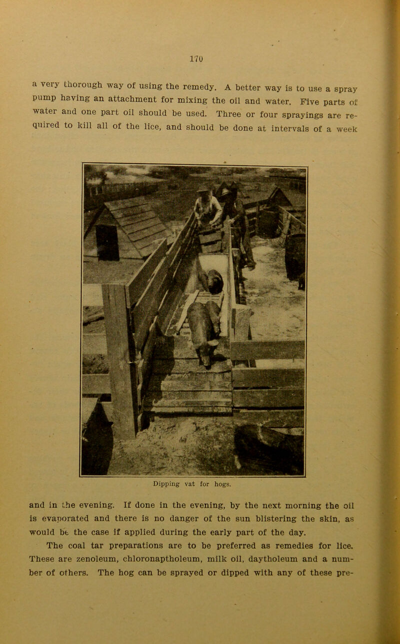 a very thorough way of using the remedy. A better way is to use a spray pump having an attachment for mixing the oil and water. Five parts of watei and one part oil should be used. Three or four sprayings are re- quired to kill all of the lice, and should be done at intervals of a week Dipping vat for hogs. and in the evening. If done in the evening, by the next morning the oil is evaporated and there is no danger of the sun blistering the skin, as would be the case if applied during the early part of the day. The coal tar preparations are to be preferred as remedies for lice. These are zenoleum, chloronaptholeum, milk oil, daytholeum and a num- ber of others. The hog can be sprayed or dipped with any of these pre-