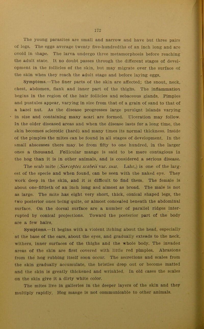 The young parasites are small and narrow and have but three pairs of legs. The eggs average twenty five-hundredths of an inch long and are ovoid in shape. The larva undergo three metamorphosis before reaching the adult state. It no doubt passes through the different stages of devel- opment in the follicles of the skin, but may migrate over the surface of the skin when they reach the adult stage and before laying eggs. Symptoms.—The finer parts of the skin are affected; the snout, neck, chest, abdomen, flank and inner part of the thighs. The inflammation begins in the region of the hair follicles and sebaceous glands. Pimples and pustules appear, varying in size from that of a grain of sand to that of a hazel nut. As the disease progresses large purulent islands varying * in size and containing many acari are formed. Ulceration may follow. In the older diseased areas and when the disease lasts for a long time, the skin becomes sclerotic (hard) and many times its normal thickness. Inside of the pimples the mites can be found in all stages of development. In the small abscesses there may be from fifty to one hundred, in the larger ones a thousand. Follicular mange is said to be more contagious in the hog than it is in other animals, and is considered a serious disease. The scab mite (Sarcoptes scabeii var. sms. Lahr,) is one of the larg- est of the specie and when found, can be seen with the naked eye. They work deep in the skin, and it is difficult to find them. The female is about one-fiftieth of an inch long and almost as broad. The male is not as large. The mite has eight very short, thick, conical shaped legs, the two posterior ones being quite, or almost concealed beneath the abdominal surface. On the dorsal surface are a number of parallel ridges inter- rupted by conical projections. Toward the posterior part of the body are a few hairs. Symptoms.—It begins with a violent itching about the head, especially at the base of the ears, about the eyes, and gradually extends to the neck, withers, inner surfaces of the thighs and the whole body. The invaded areas of the skin are first covered with little red pimples. Abrasions from the hog rubbing itself soon occur. The secretions and scales from the skin gradually accumulate, the bristles drop out or become matted and the skin is greatly thickened and wrinkled. In old cases the scales on the skin give it a dirty white color. The mites live in galleries in the deeper layers of the skin and they multiply rapidly. Hog mange is not communicable to other animals.