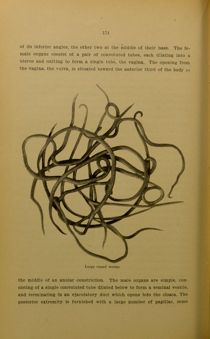 of its inferior angles, the other two at the middle of their base. The fe- male organs consist of a pair of convoluted tubes, each dilating into a uterus and uniting to form a single tube, the vagina. The opening from the vagina, the vulva, is situated toward the anterior third of the body in Large round worms. the middle of an anular constriction. The male organs are simple, con- sisting of a single convoluted tube dilated below to form a seminal vesicle, and terminating In an ejaculatory duct which opens into the cloaca. The posterior extremity, is furnished with a large number of papillae, some