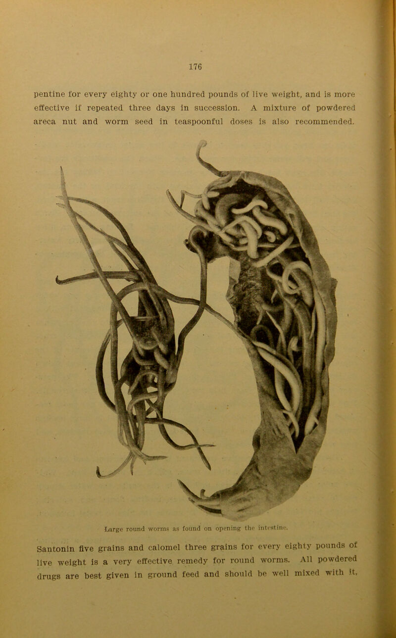 pentine for every eighty or one hundred pounds of live weight, and is more effective if repeated three days in succession. A mixture of powdered areca nut and worm seed in teaspoonful doses is also recommended. Large round worms as found on opening the intestine. Santonin five grains and calomel three grains for every eighty pounds of live weight is a very effective remedy for round worms. All powdered drugs are best given in ground feed and should be well mixed with it,