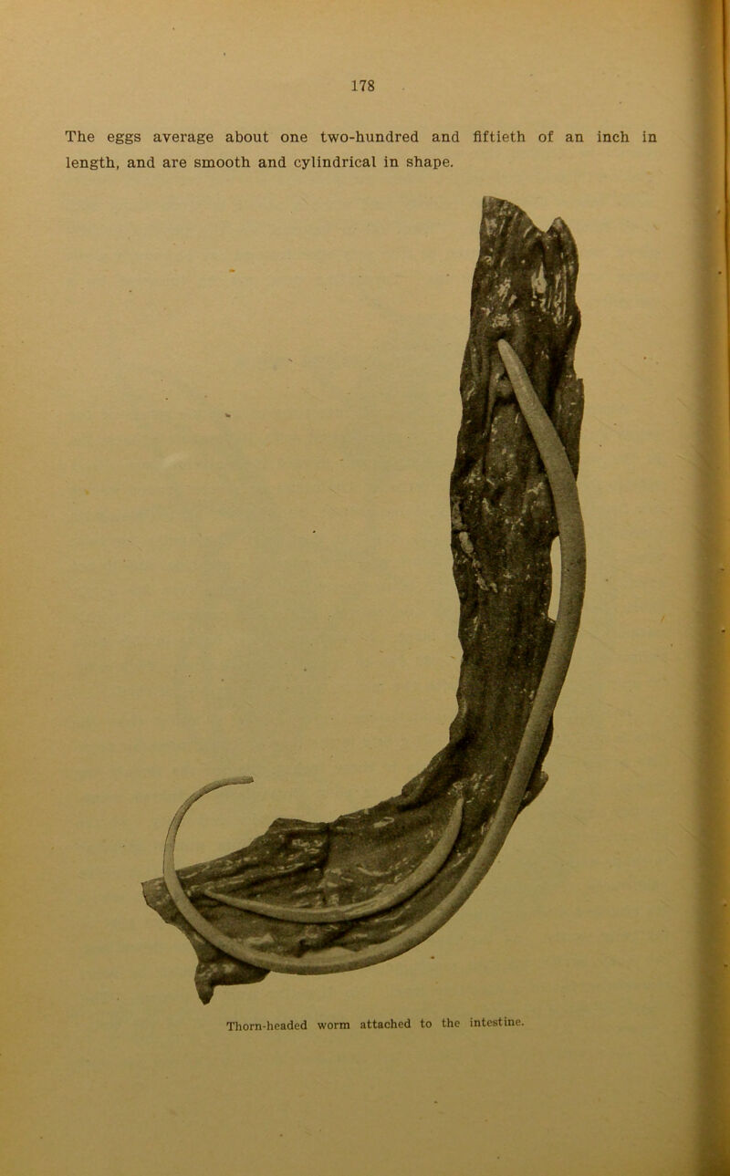 The eggs average about one two-hundred and fiftieth of an inch in length, and are smooth and cylindrical in shape. Thorn-headed worm attached to the intestine.