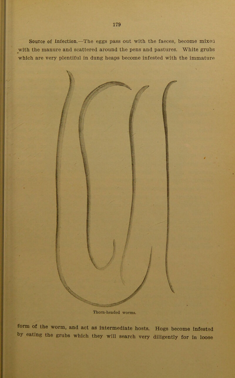 Source of Infection.—The eggs pass out with the faeces, become mixed with the manure and scattered around the pens and pastures. White grubs which are very plentiful in dung heaps become infested with the immature / form of the worm, and act as intermediate hosts. Hogs become infested by eating the grubs which they will search very diligently for in loose