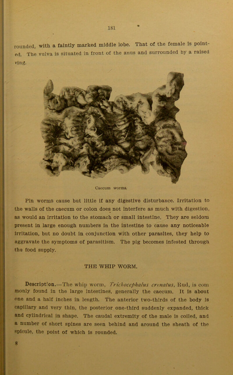 rounded, with a faintly marked middle lobe. That of the female is point- ed The vulva is situated in front of the anus and surrounded by a raised ring. Caecum worms. Pin worms cause but little if any digestive disturbance. Irritation to the walls of the caecum or colon does not interfere as much with digestion, as would an irritation to the stomach or small intestine. They are seldom present in large enough numbers in the intestine to cause any noticeable irritation, but no doubt in conjunction with other parasites, they help to aggravate the symptoms of parasitism. The pig becomes infested through the food supply. THE WHIP WORM. Description.—The whip worm, Trichocephalus crenatus, Rucl, is com monly found in the large intestines, generally the caecum. It is about one and a half inches in length. The anterior two-thirds of the body is capillary and very thin, the posterior one-third suddenly expanded, thick and cylindrical in shape. The caudal extremity of the male is coiled, and a number of short spines are seen behind and around the sheath of the spicule, the point of which is rounded. 8