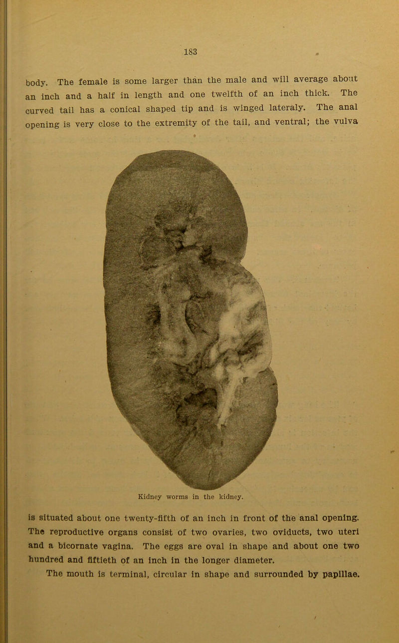 body. The female is some larger than the male and will average about an inch and a half in length and one twelfth of an inch thick. The curved tail has a conical shaped tip and is winged lateraly. The anal opening is very close to the extremity of the tail, and ventral; the vulva ♦ , Kidney worms in the kidney. is situated about one twenty-fifth of an inch in front of the anal opening. The reproductive organs consist of two ovaries, two oviducts, two uteri and a bicornate vagina. The eggs are oval in shape and about one two hundred and fiftieth of an inch in the longer diameter. The mouth is terminal, circular in shape and surrounded by papillae. f