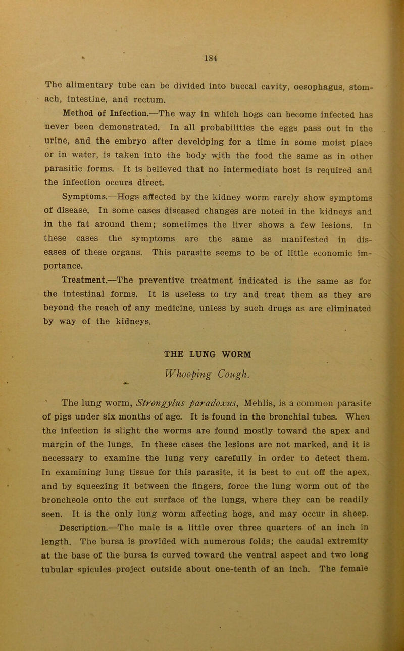 The alimentary tube can be divided into buccal cavity, oesophagus, stom- ach, intestine, and rectum. Method of Infection.—The way in which hogs can become infected has never been demonstrated. In all probabilities the eggs pass out in the urine, and the embryo after developing for a time in some moist place or in water, is taken into the body w.ith the food the same as in other parasitic forms. It is believed that no intermediate host is required and the infection occurs direct. Symptoms.—Hogs affected by the kidney worm rarely show symptoms of disease. In some cases diseased changes are noted in the kidneys and in the fat around them; sometimes the liver shows a few lesions. In these cases the symptoms are the same as manifested in dis- eases of these organs. This parasite seems to be of little economic im- portance. Treatment.—The preventive treatment indicated is the same as for the intestinal forms. It is useless to try and treat them as they are beyond the reach of any medicine, unless by such drugs as are eliminated by way of the kidneys. THE LUNG WORM Whooping Cough. The lung worm, Strongylus paradoxus, Mehlis, is a common parasite of pigs under six months of age. It is found in the bronchial tubes. When the infection is slight the worms are found mostly toward the apex and margin of the lungs. In these cases the lesions are not marked, and it is necessary to examine the lung very carefully in order to detect them. In examining lung tissue for this parasite, it is best to cut off the apex, and by squeezing it between the fingers, force the lung worm out of the broncheole onto the cut surface of the lungs, where they can be readily seen. It is the only lung worm affecting hogs, and may occur in sheep. Description.—The male is a little over three quarters of an inch in length. The bursa is provided with numerous folds; the caudal extremity at the base of the bursa is curved toward the ventral aspect and two long tubular spicules project outside about one-tenth of an inch. The female