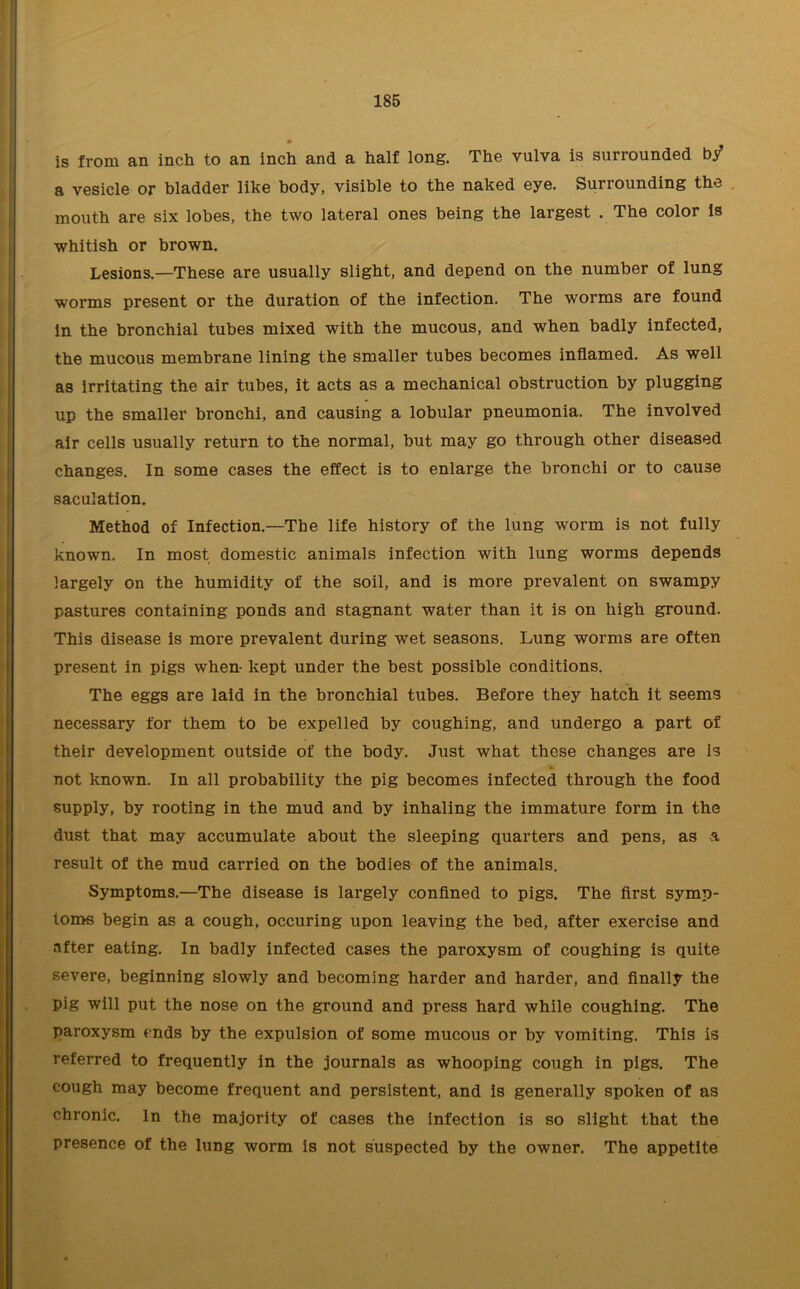 is from an inch to an inch and a half long. The vulva is surrounded by a vesicle or bladder like body, visible to the naked eye. Surrounding the mouth are six lobes, the two lateral ones being the largest . The color is whitish or brown. Lesions.—These are usually slight, and depend on the number of lung worms present or the duration of the infection. The worms are found in the bronchial tubes mixed with the mucous, and when badly infected, the mucous membrane lining the smaller tubes becomes inflamed. As well as irritating the air tubes, it acts as a mechanical obstruction by plugging up the smaller bronchi, and causing a lobular pneumonia. The involved air cells usually return to the normal, but may go through other diseased changes. In some cases the effect is to enlarge the bronchi or to cause saculation. Method of Infection.—The life history of the lung worm is not fully known. In most domestic animals infection with lung worms depends largely on the humidity of the soil, and is more prevalent on swampy pastures containing ponds and stagnant water than it is on high ground. This disease is more prevalent during wet seasons. Lung worms are often present in pigs when- kept under the best possible conditions. The eggs are laid in the bronchial tubes. Before they hatch it seems necessary for them to be expelled by coughing, and undergo a part of their development outside of the body. Just what these changes are is not known. In all probability the pig becomes infected through the food supply, by rooting in the mud and by inhaling the immature form in the dust that may accumulate about the sleeping quarters and pens, as a result of the mud carried on the bodies of the animals. Symptoms.—The disease is largely confined to pigs. The first symp- toms begin as a cough, occuring upon leaving the bed, after exercise and after eating. In badly infected cases the paroxysm of coughing is quite severe, beginning slowly and becoming harder and harder, and finally the pig will put the nose on the ground and press hard while coughing. The paroxysm ends by the expulsion of some mucous or by vomiting. This is referred to frequently in the journals as whooping cough in pigs. The cough may become frequent and persistent, and is generally spoken of as chronic. In the majority of cases the infection is so slight that the presence of the lung worm is not suspected by the owner. The appetite