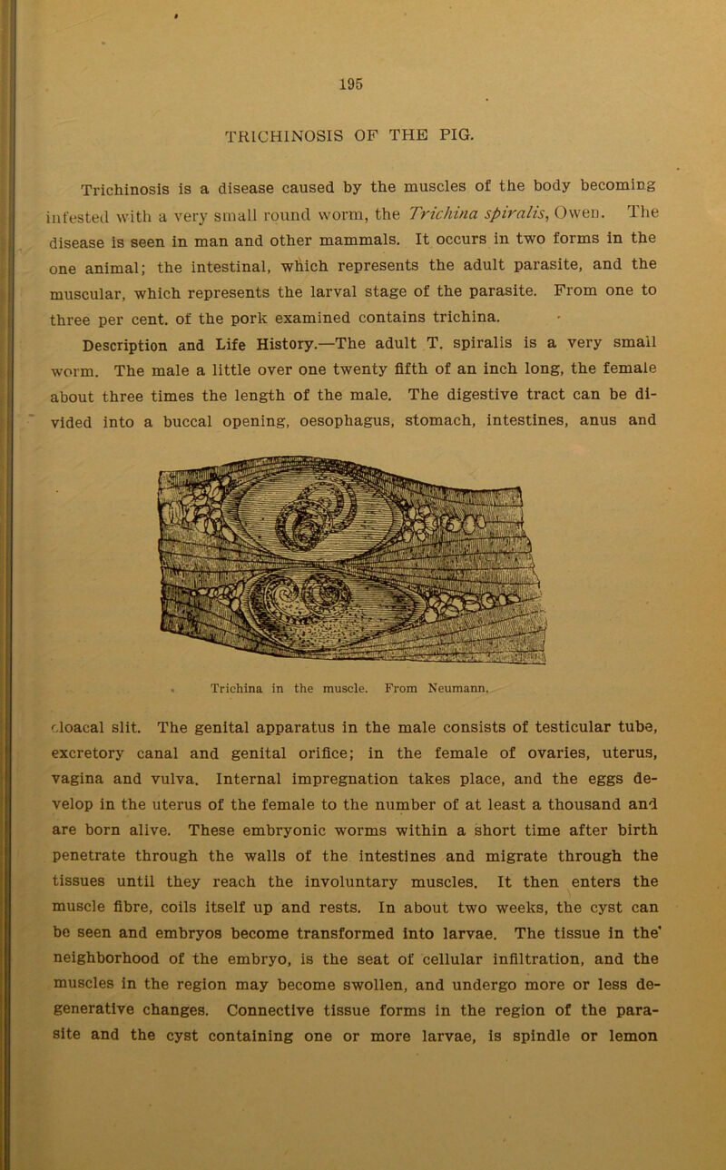 TRICHINOSIS OF THE PIG. Trichinosis is a disease caused by the muscles of the body becoming infested with a very small round worm, the Trichina spiralis, Owen. The disease is seen in man and other mammals. It occurs in two forms in the one animal; the intestinal, which represents the adult parasite, and the muscular, which represents the larval stage of the parasite. From one to three per cent, of the pork examined contains trichina. Description and Life History.—The adult T. spiralis is a very small worm. The male a little over one twenty fifth of an inch long, the female about three times the length of the male. The digestive tract can be di- vided into a buccal opening, oesophagus, stomach, intestines, anus and Trichina in the muscle. From Neumann. cloacal slit. The genital apparatus in the male consists of testicular tube, excretory canal and genital orifice; in the female of ovaries, uterus, vagina and vulva. Internal impregnation takes place, and the eggs de- velop in the uterus of the female to the number of at least a thousand and are born alive. These embryonic worms within a short time after birth penetrate through the walls of the intestines and migrate through the tissues until they reach the involuntary muscles. It then enters the muscle fibre, coils itself up and rests. In about two weeks, the cyst can be seen and embryos become transformed into larvae. The tissue in the’ neighborhood of the embryo, is the seat of cellular infiltration, and the muscles in the region may become swollen, and undergo more or less de- generative changes. Connective tissue forms in the region of the para- site and the cyst containing one or more larvae, is spindle or lemon